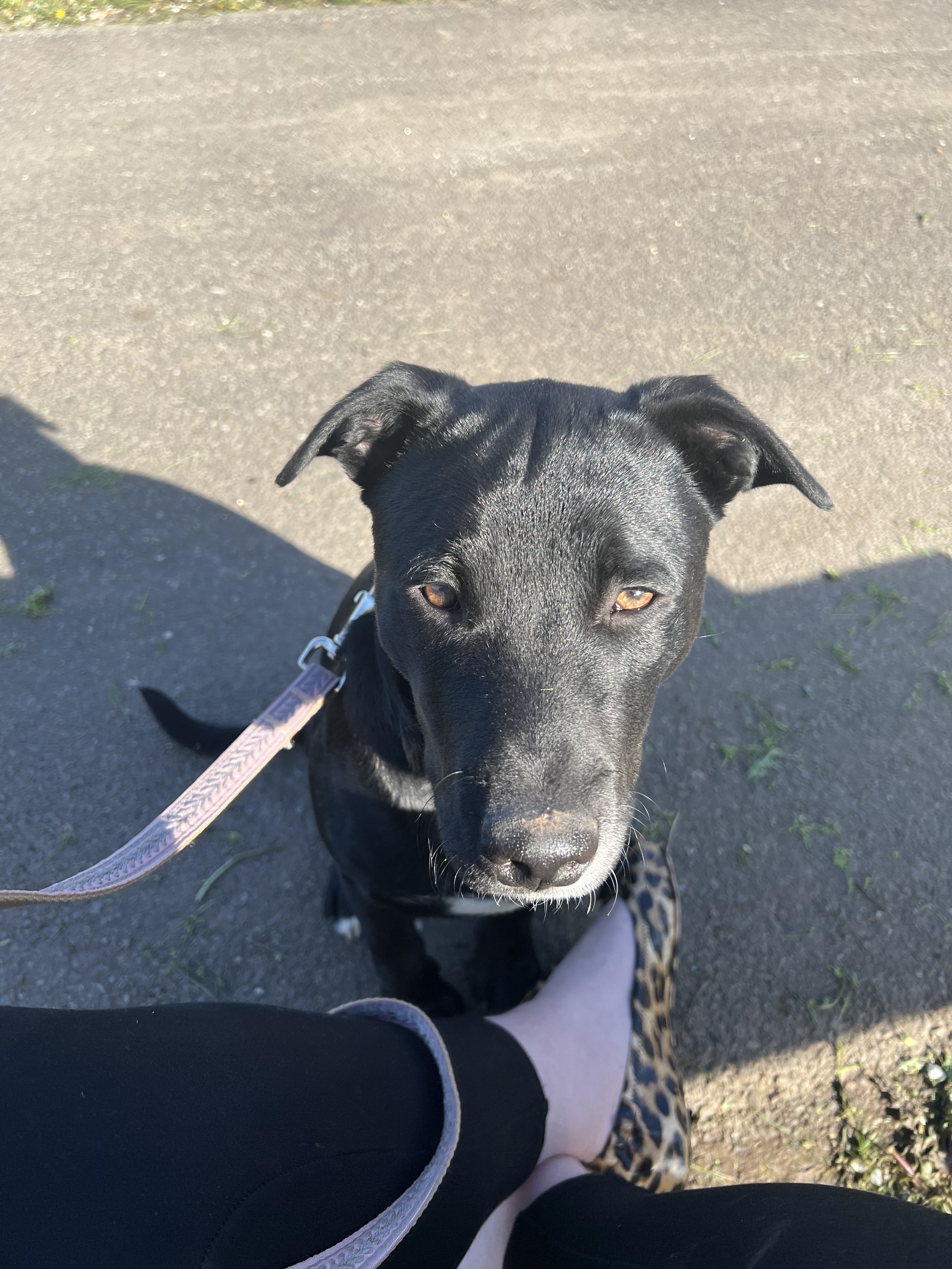 Enlarge Lola, a Adopted mixed breed in Far Hills, NJ image 2/10