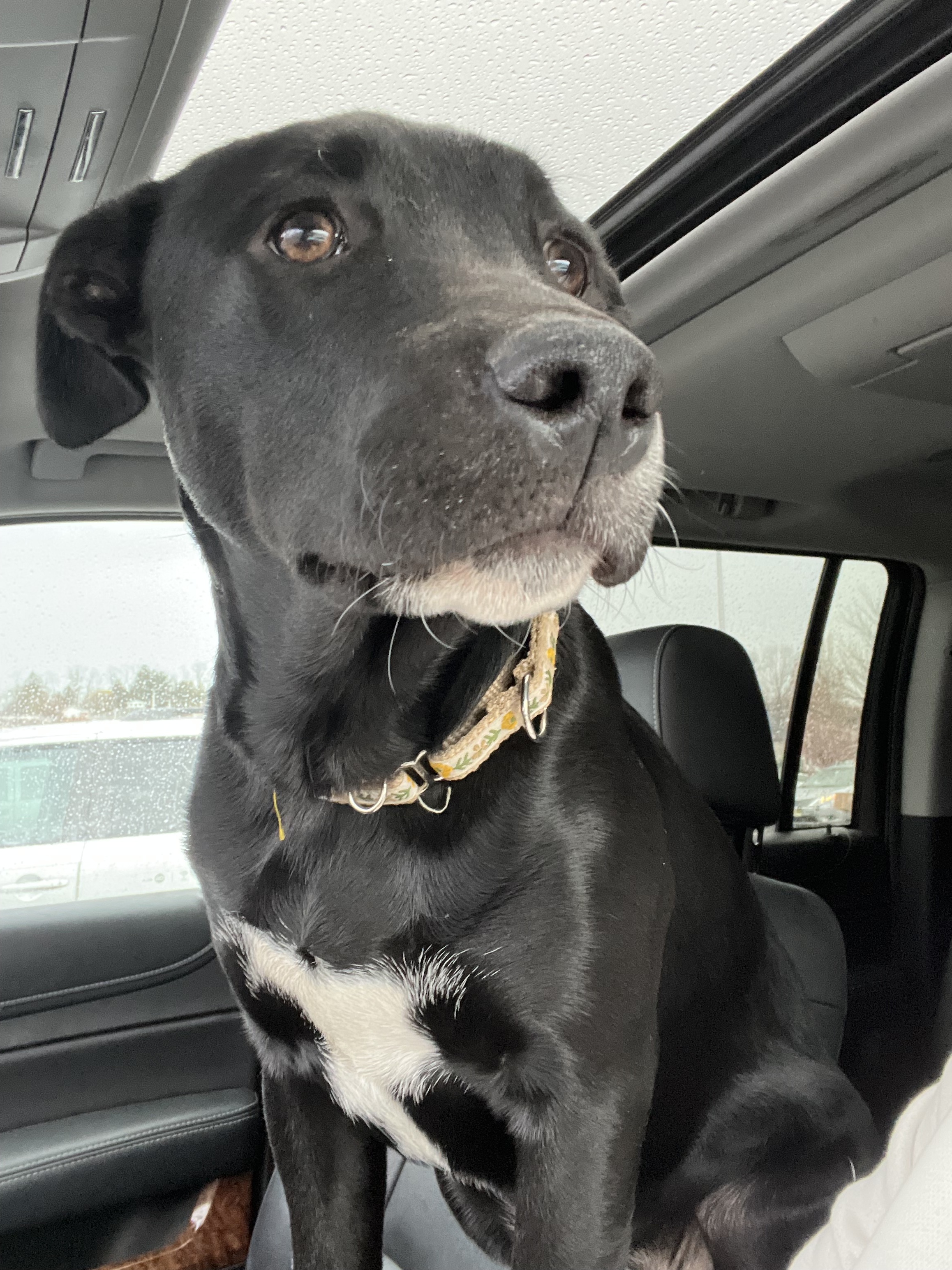 Enlarge Lola, a Adopted mixed breed in Far Hills, NJ image 3/10