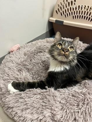 Willow, Adoptable, Adult Male Domestic Medium Hair & Domestic Short Hair.