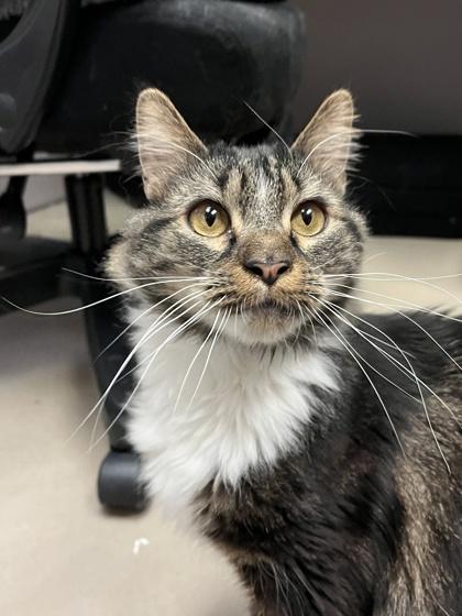 Willow, a Adoptable mixed breed in Quakertown, PA image 2/2