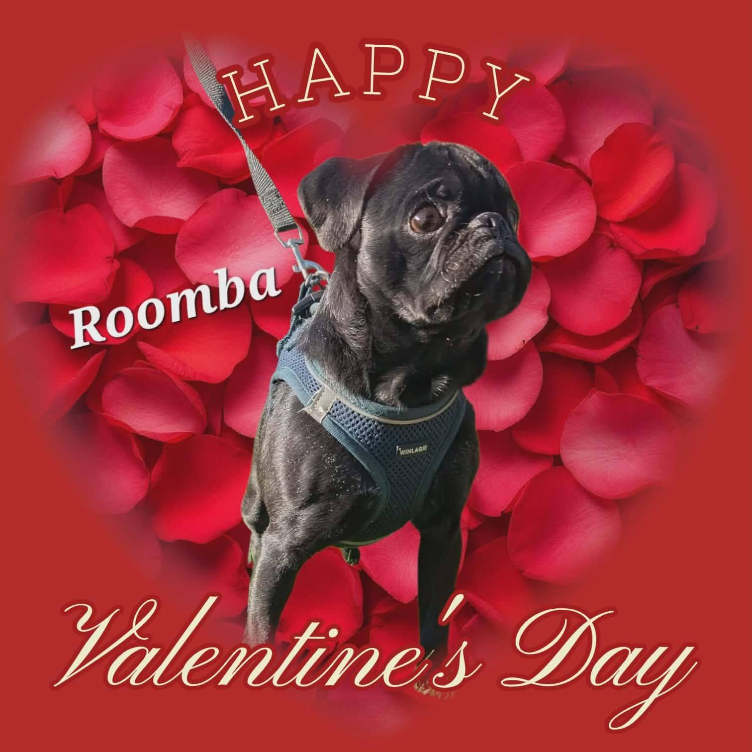 Roomba, Adoptable, Puppy Male Pug.