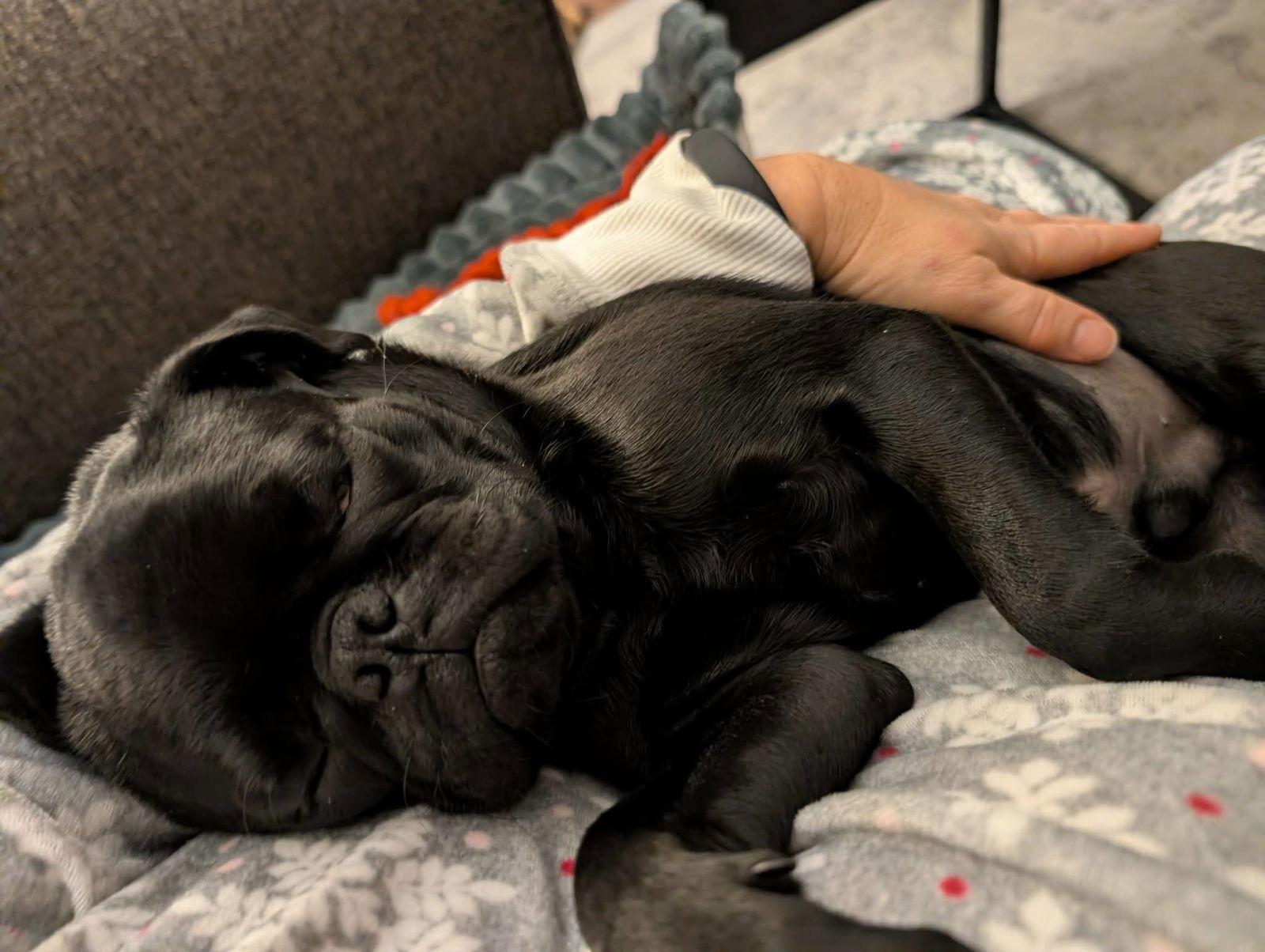 Enlarge Roomba, a Adopted Pug in Modesto, CA image 2/3