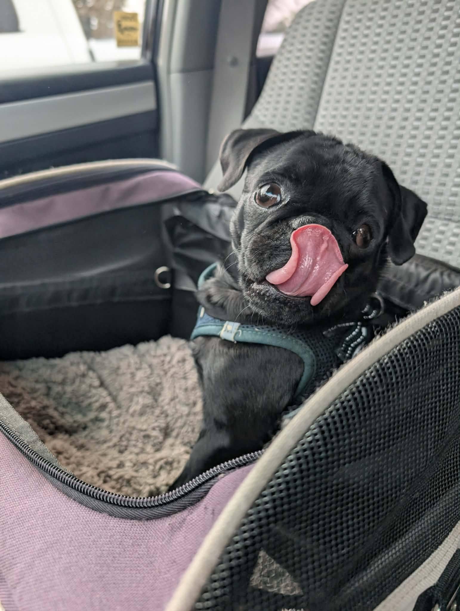 Enlarge Roomba, a Adopted Pug in Modesto, CA image 3/3