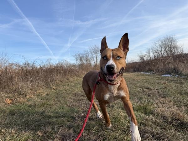 Enlarge Shira, a Adoptable mixed breed in Lancaster, OH image 1/6