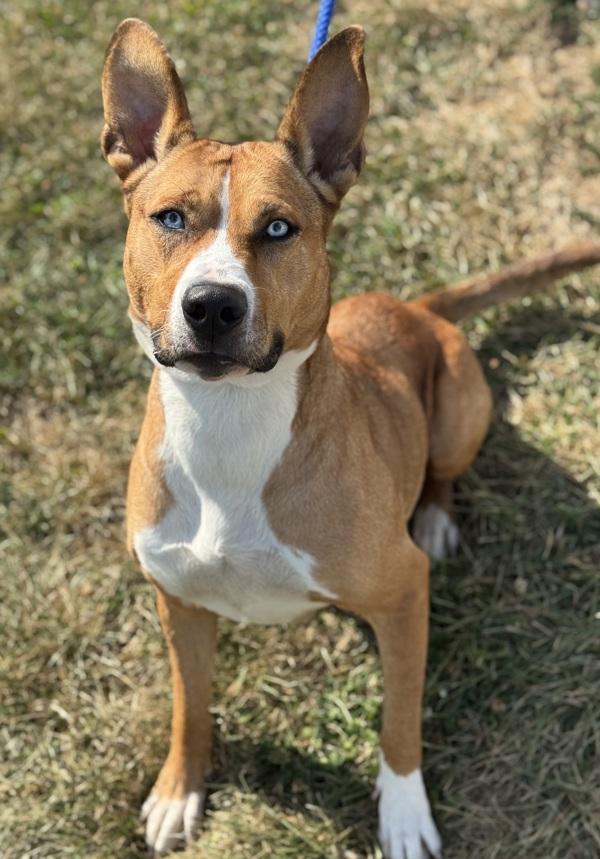 Enlarge Shira, a Adoptable mixed breed in Lancaster, OH image 2/6