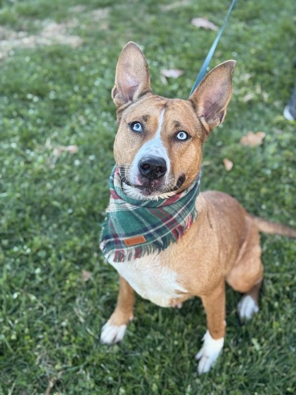 Enlarge Shira, a Adoptable mixed breed in Lancaster, OH image 4/6