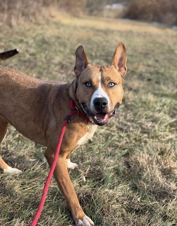 Enlarge Shira, a Adoptable mixed breed in Lancaster, OH image 6/6