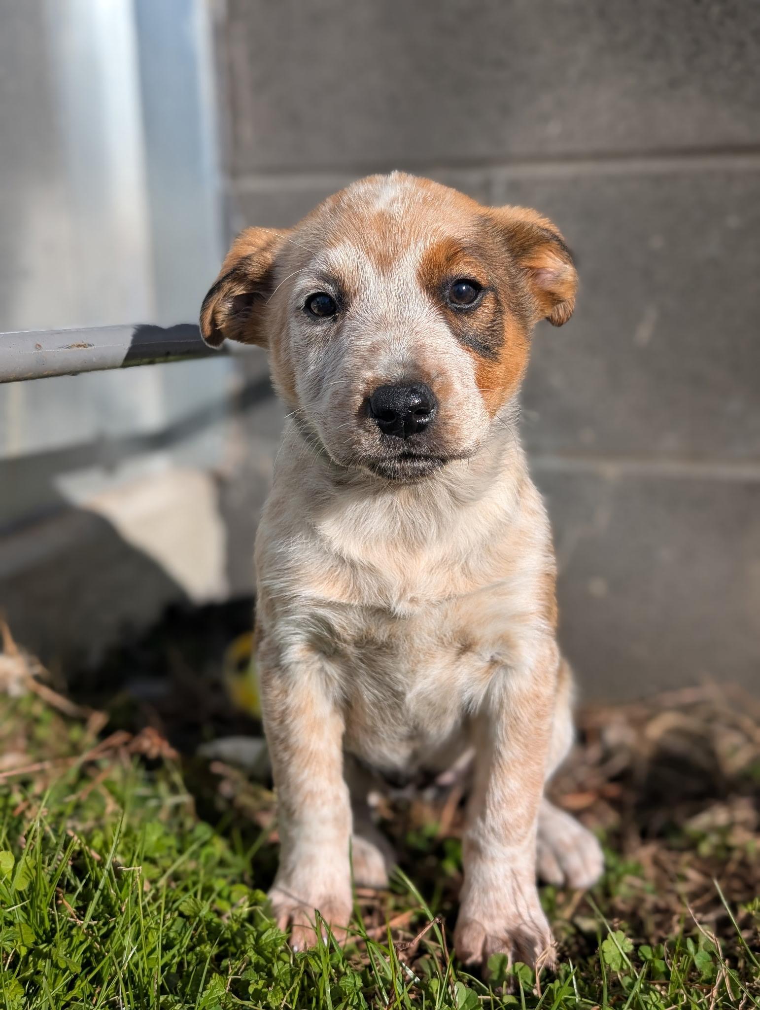 Enlarge Daphne , a ADOPTABLE mixed breed in Spring hill, TN image 3/4