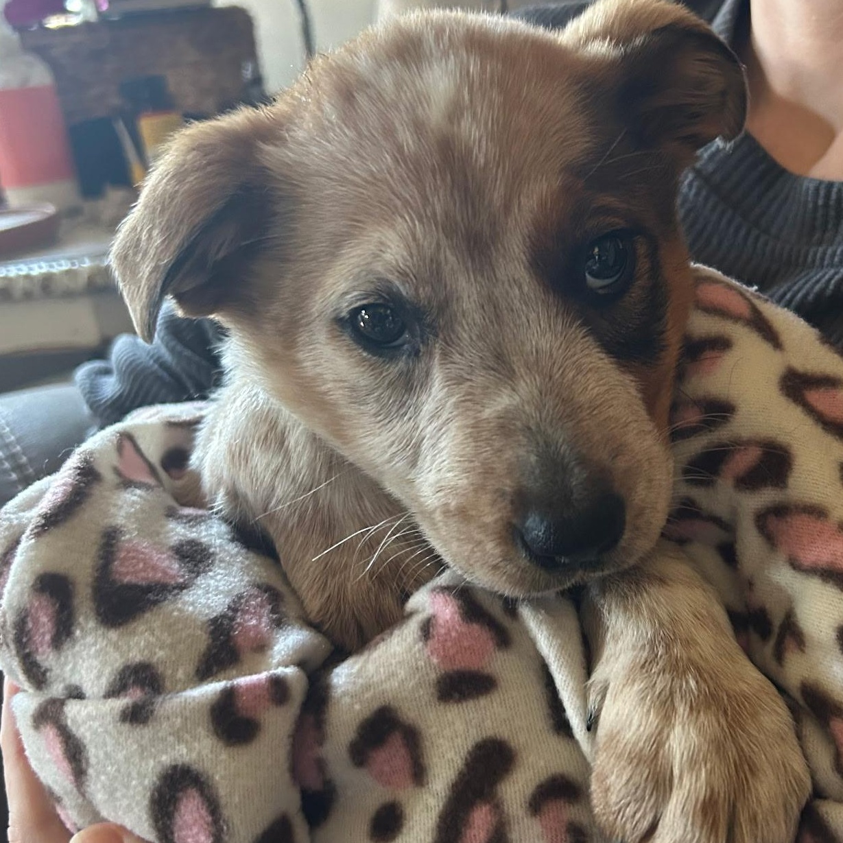 Enlarge Daphne , a ADOPTABLE mixed breed in Spring hill, TN image 2/4