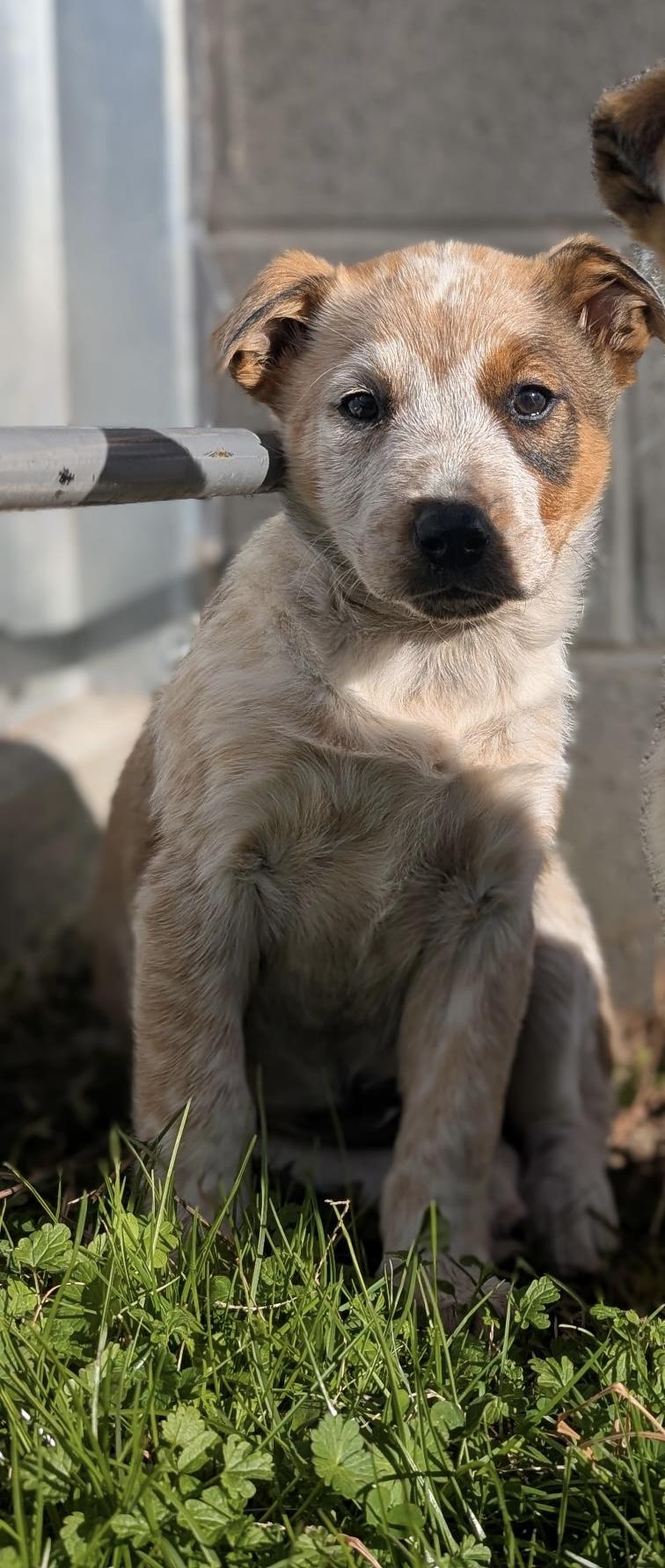 Enlarge Daphne , a ADOPTABLE mixed breed in Spring hill, TN image 4/4