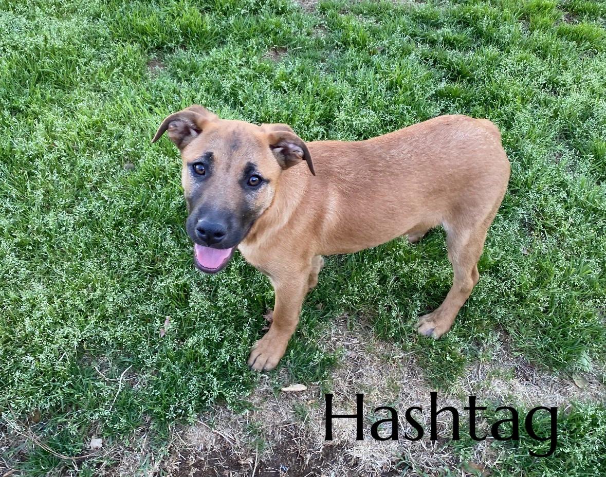 Hashtag, ADOPTABLE, Puppy Male Mountain Cur.