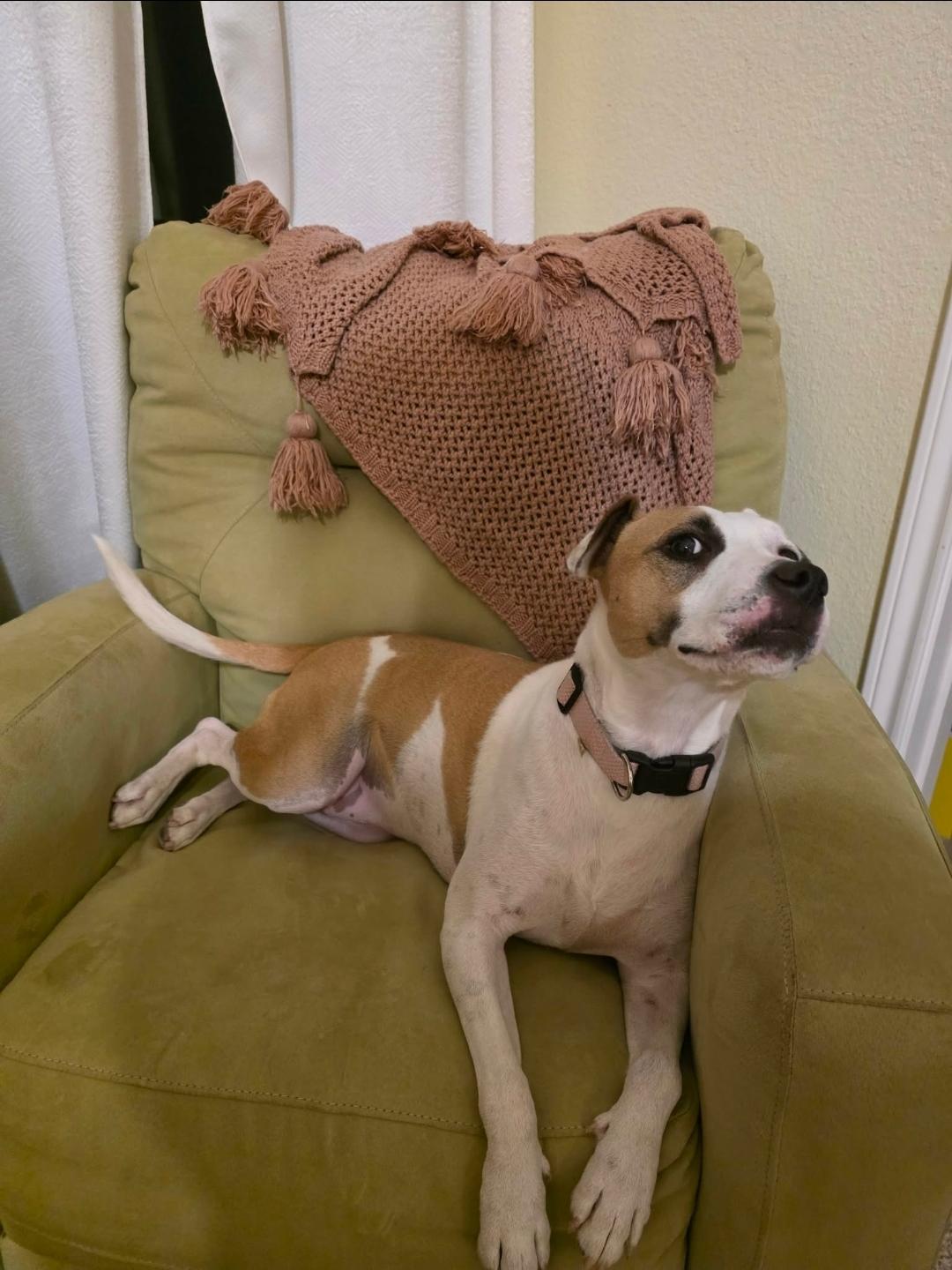 Enlarge Baby, a Adoptable mixed breed in Cheektowaga, NY image 3/6