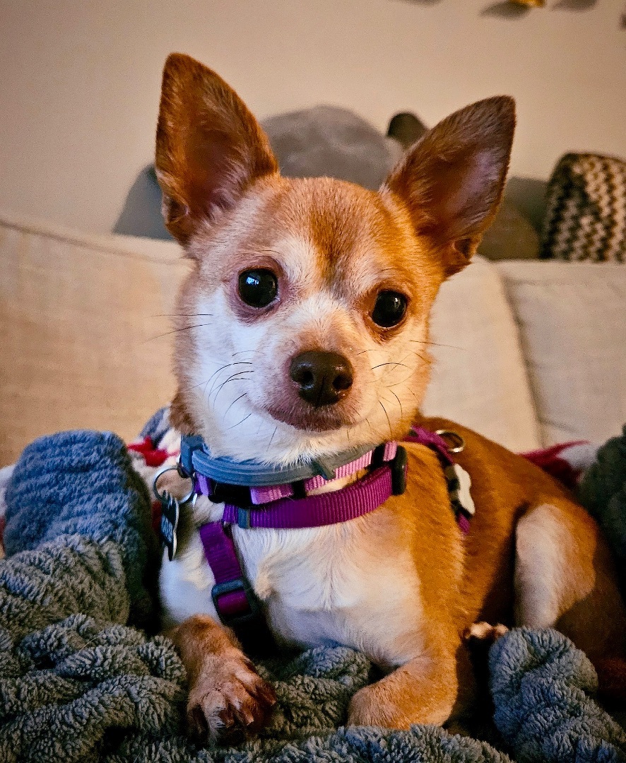 Dog for adoption Patty, a Chihuahua in Bradfordwoods, PA Petfinder