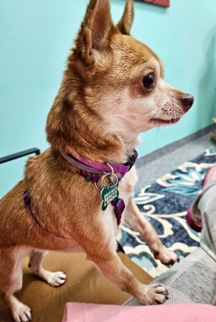 Dog for adoption Patty, a Chihuahua in Bradfordwoods, PA Petfinder