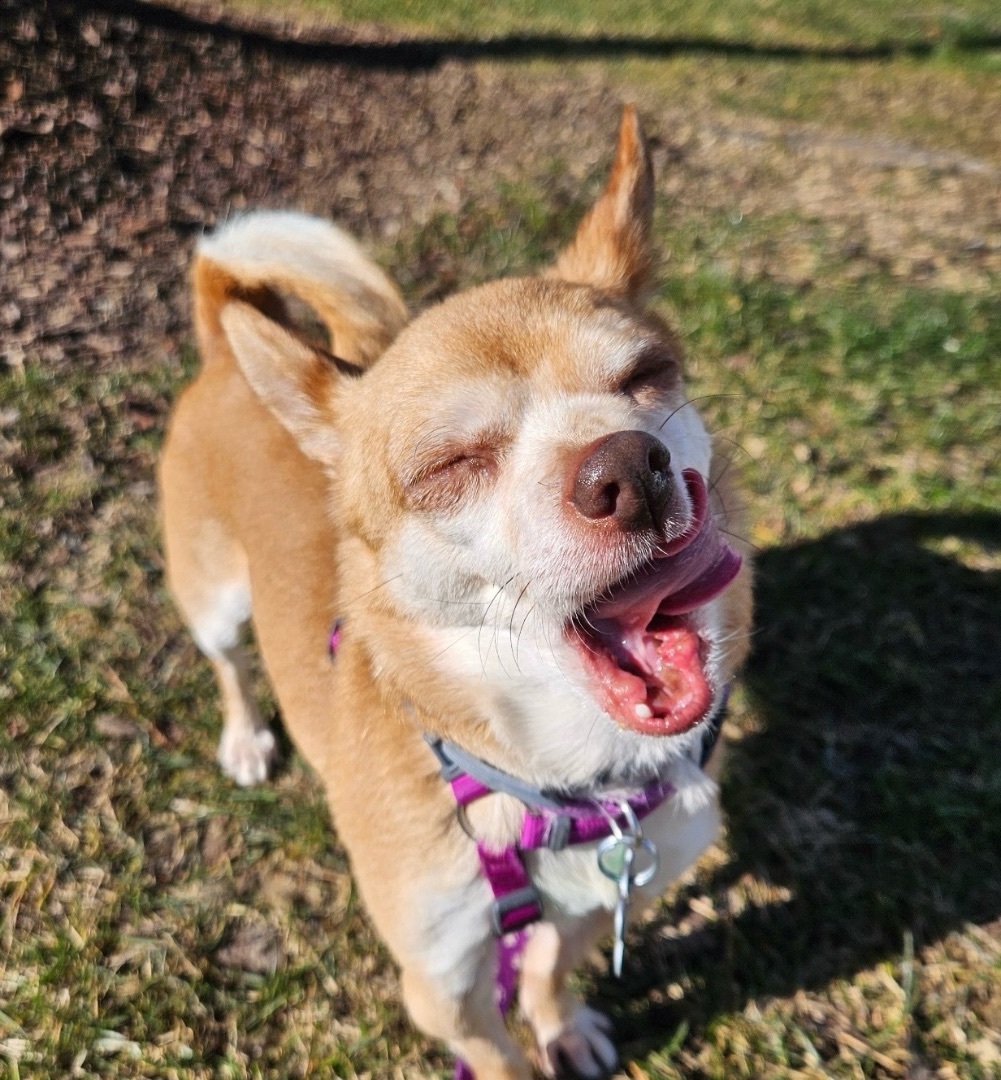 Dog for adoption Patty, a Chihuahua in Bradfordwoods, PA Petfinder