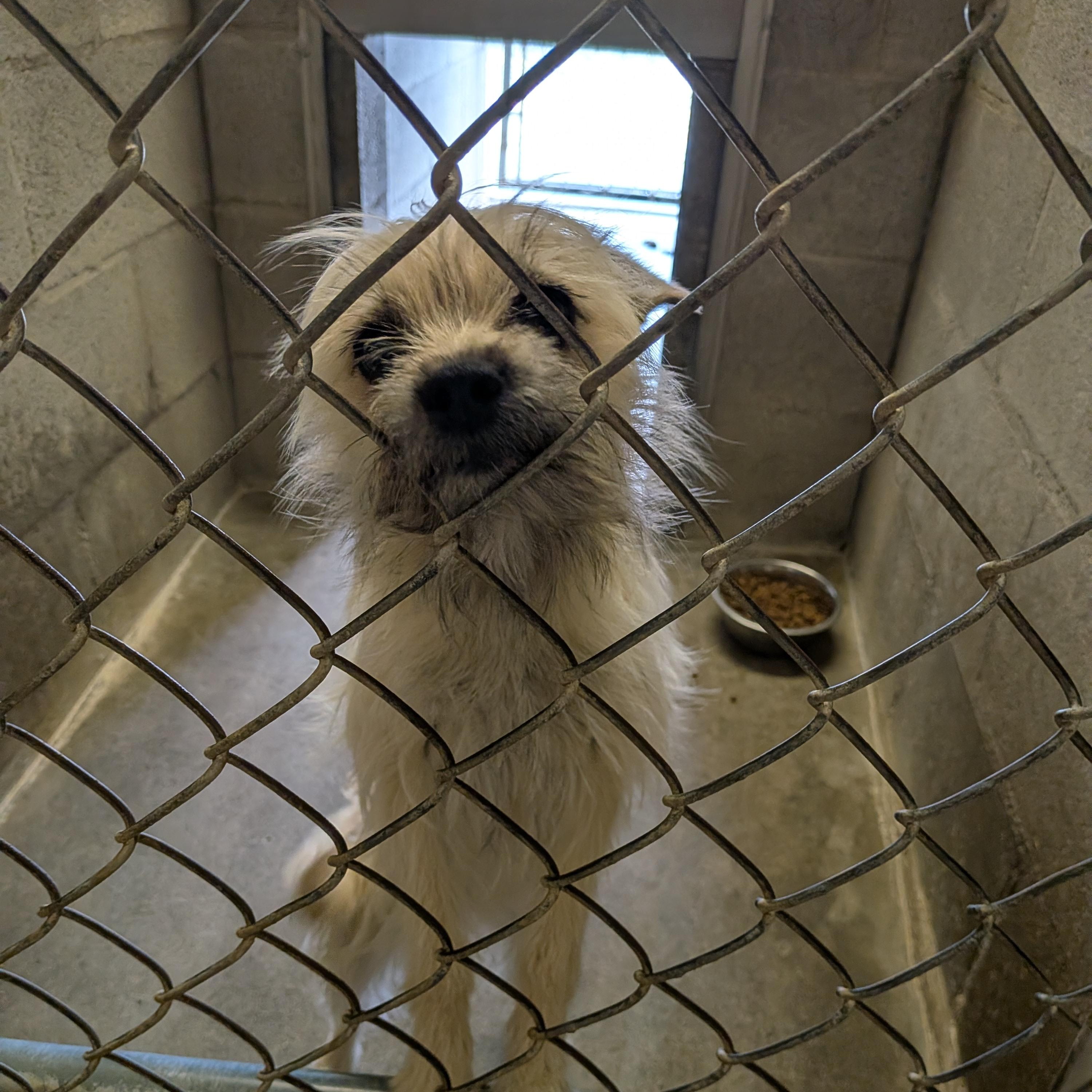 Rumi, a ADOPTABLE mixed breed in Hermiston, OR image 1/3