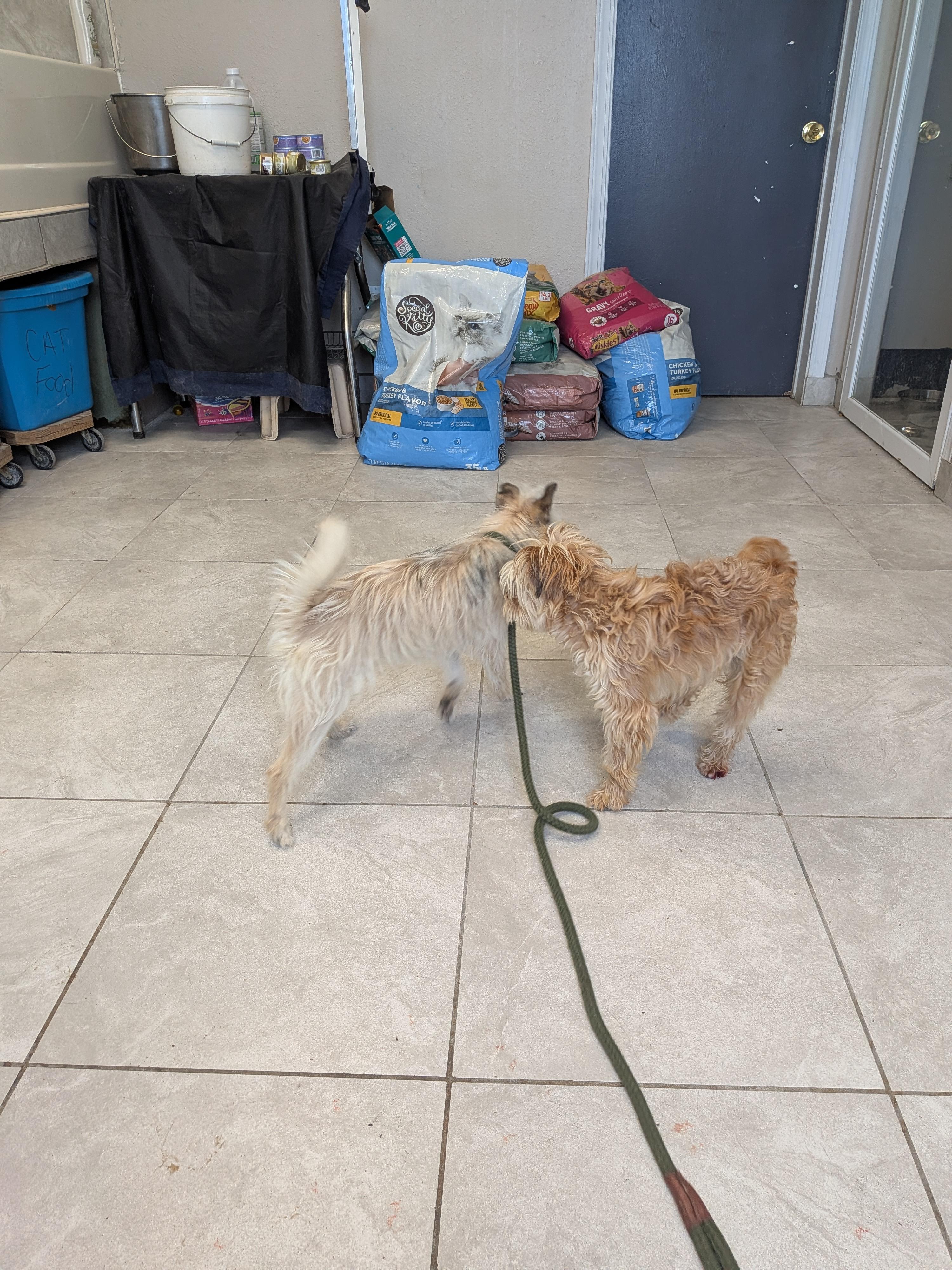 Enlarge Rumi, a ADOPTABLE mixed breed in Hermiston, OR image 3/4