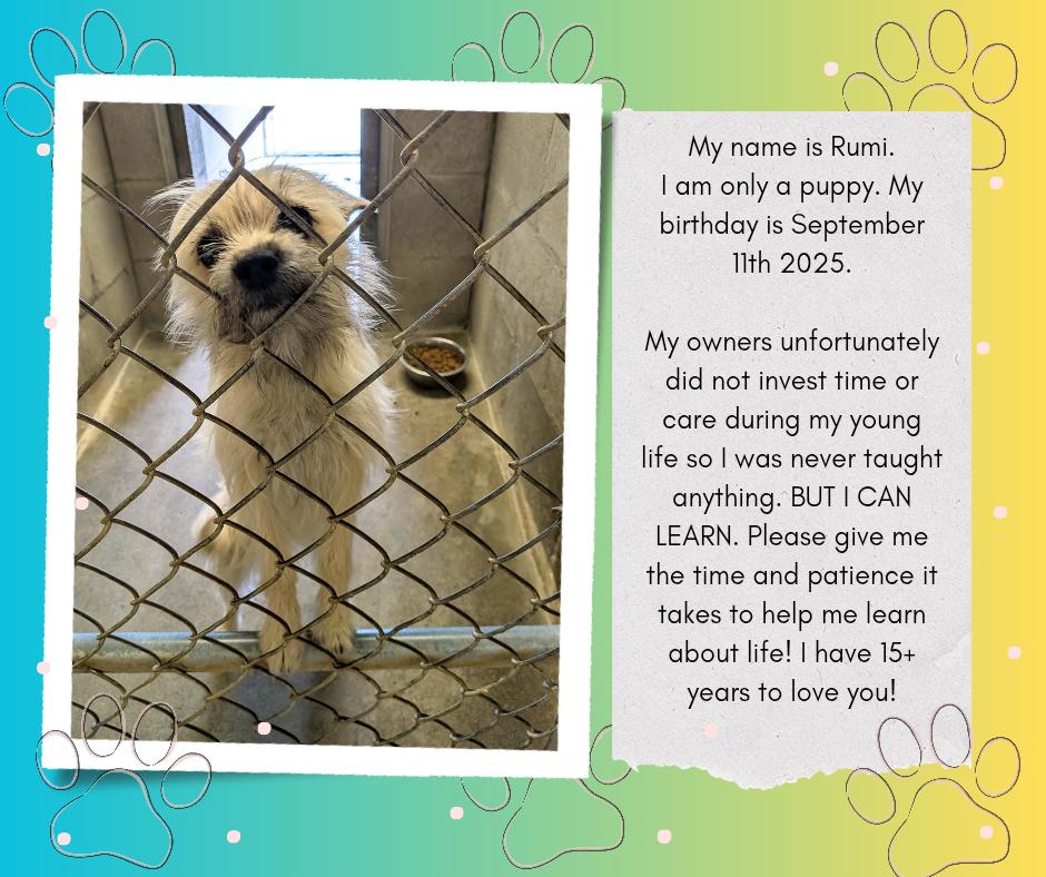 Enlarge Rumi, a ADOPTABLE mixed breed in Hermiston, OR image 4/4