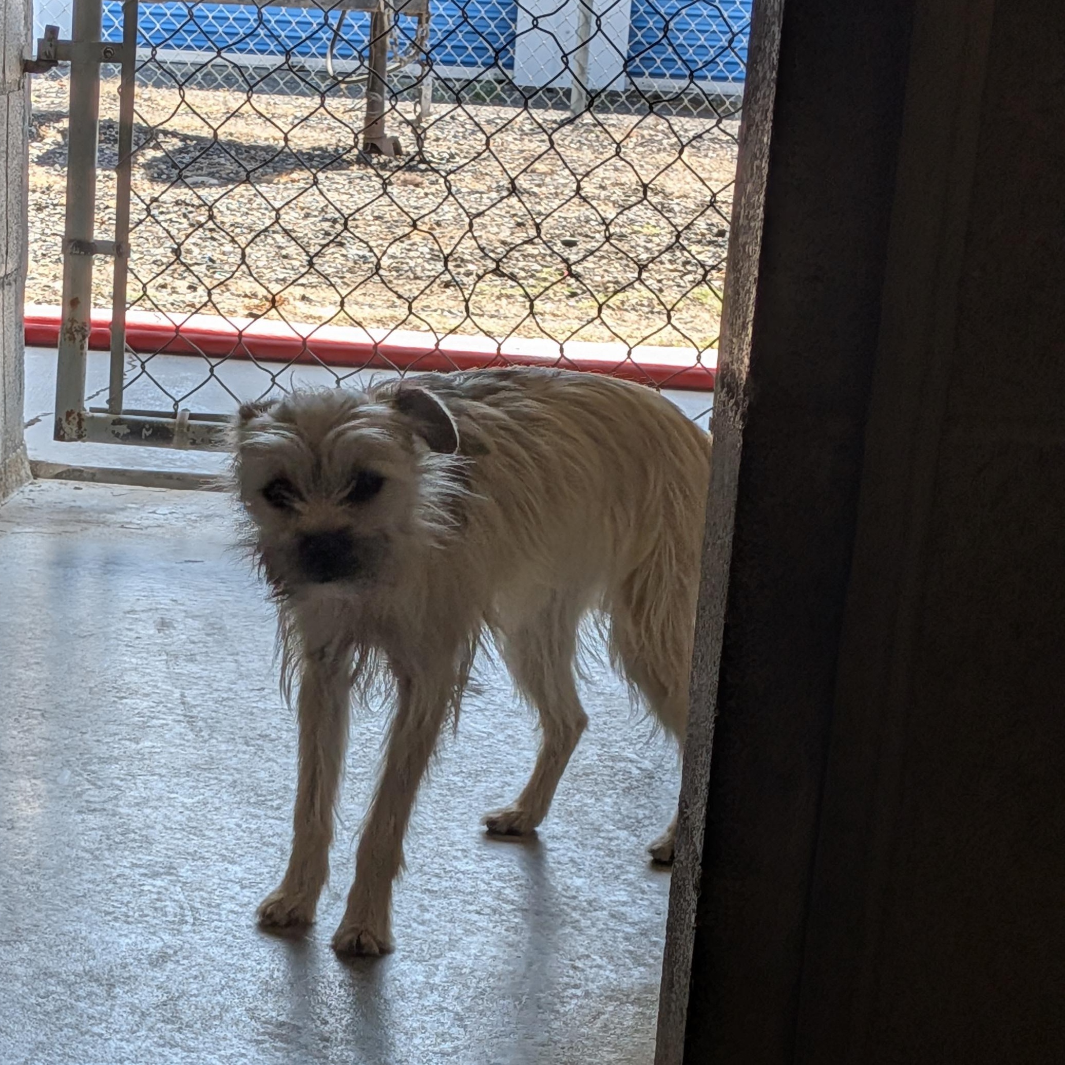 Rumi, ADOPTABLE, Young Female Terrier.