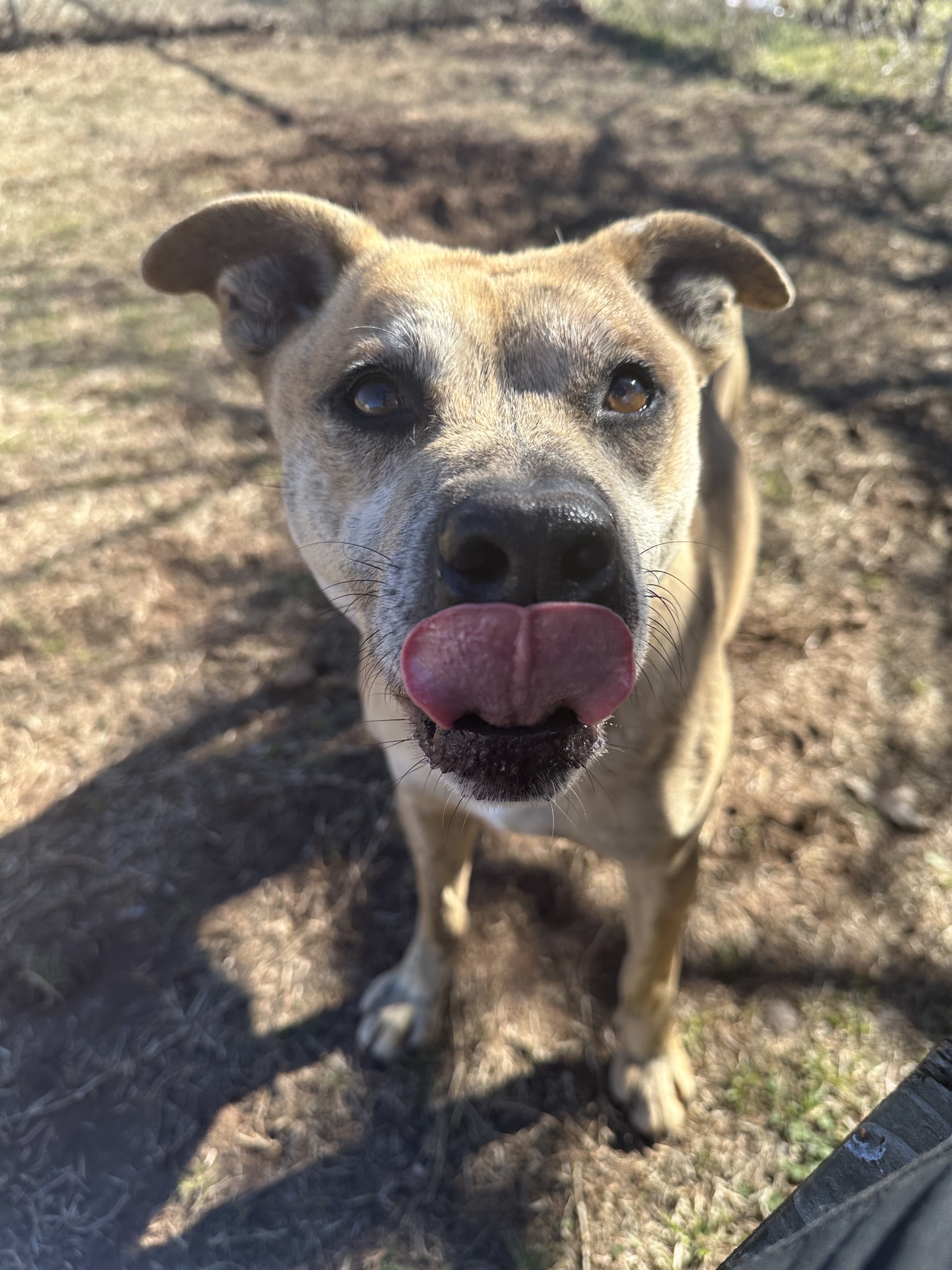 MoonMan, a Adoptable Pit Bull Terrier in Guthrie, OK image 1/3