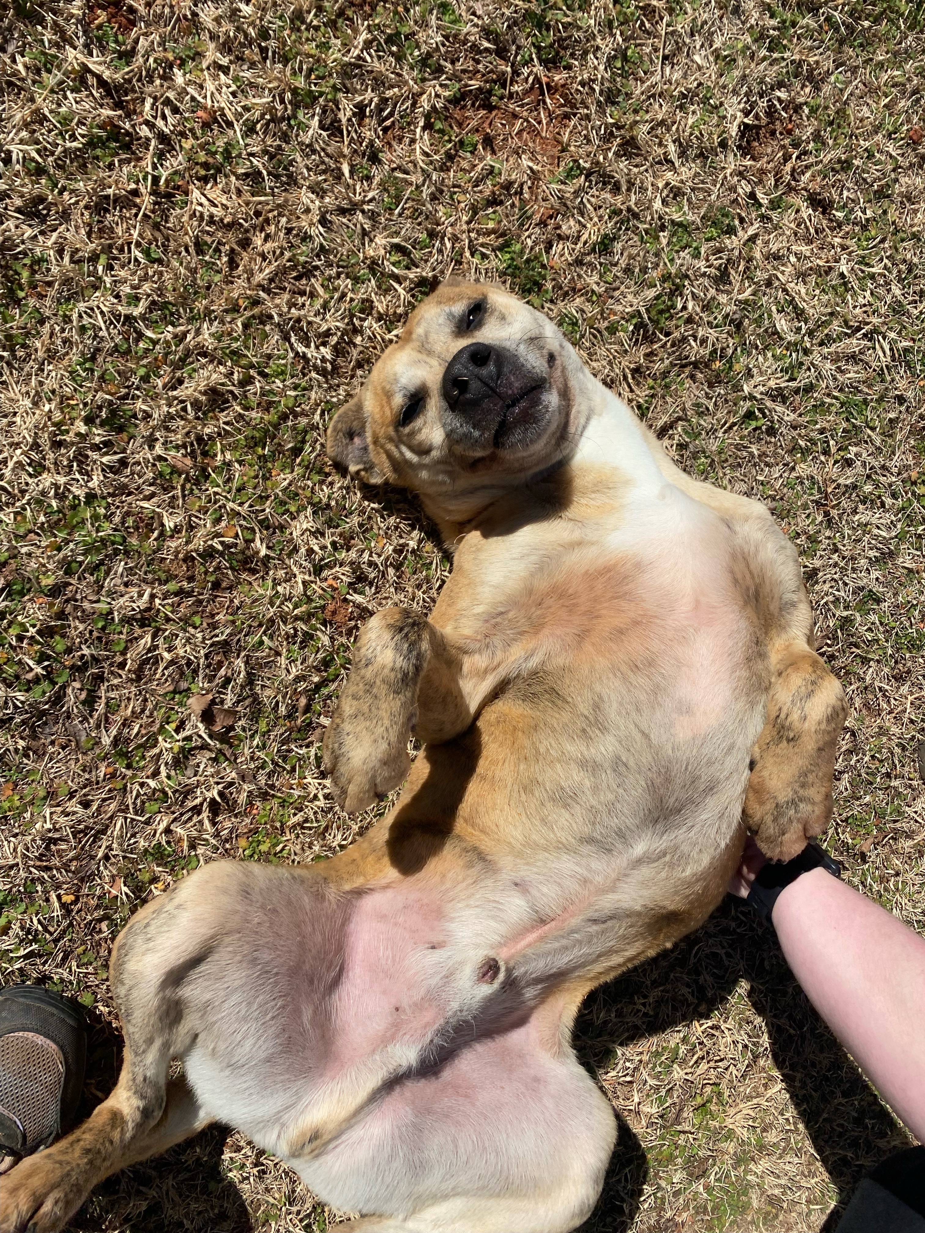 MoonMan, a Adoptable Pit Bull Terrier in Guthrie, OK image 2/3