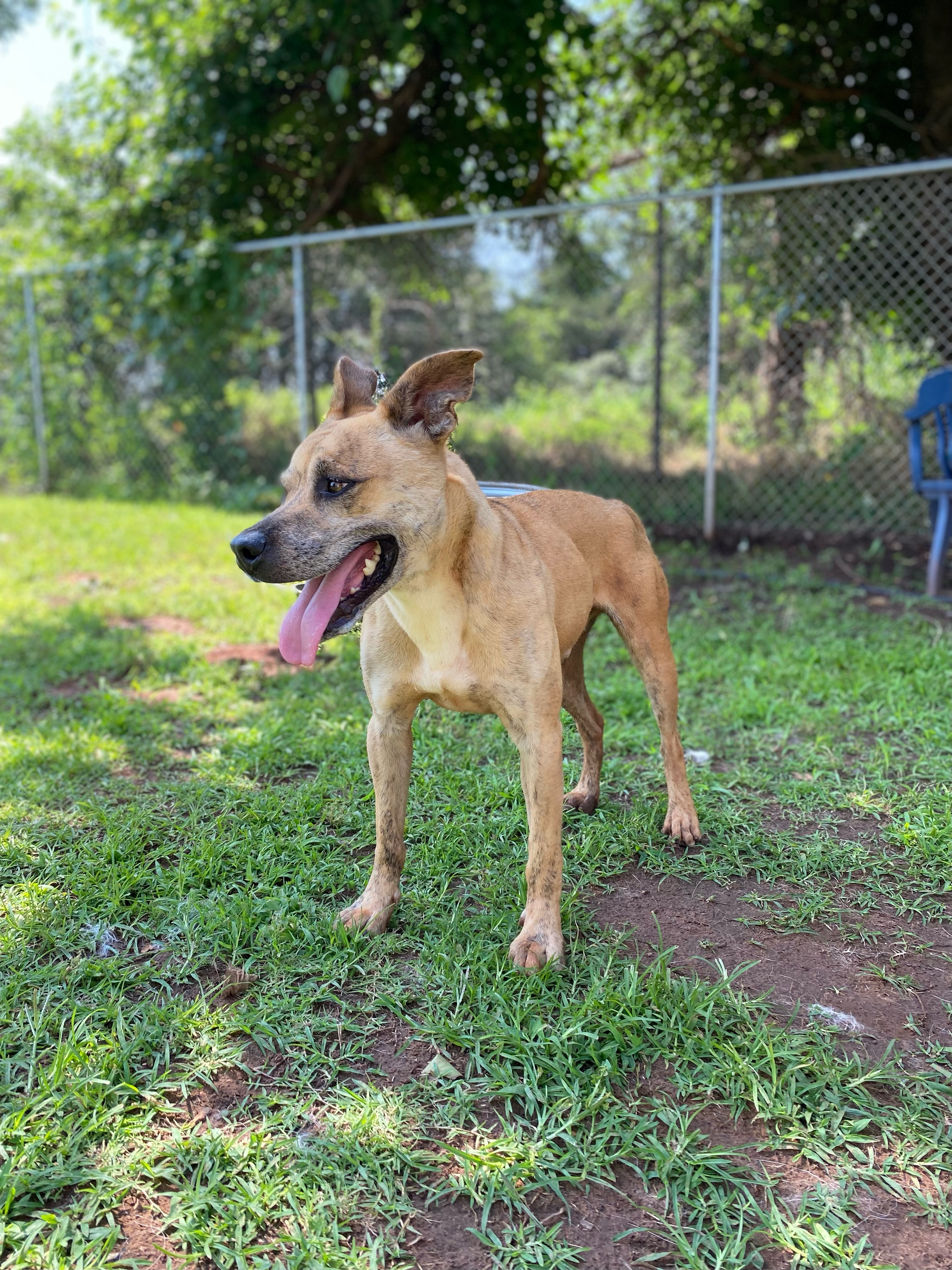 MoonMan, a Adoptable Pit Bull Terrier in Guthrie, OK image 3/3