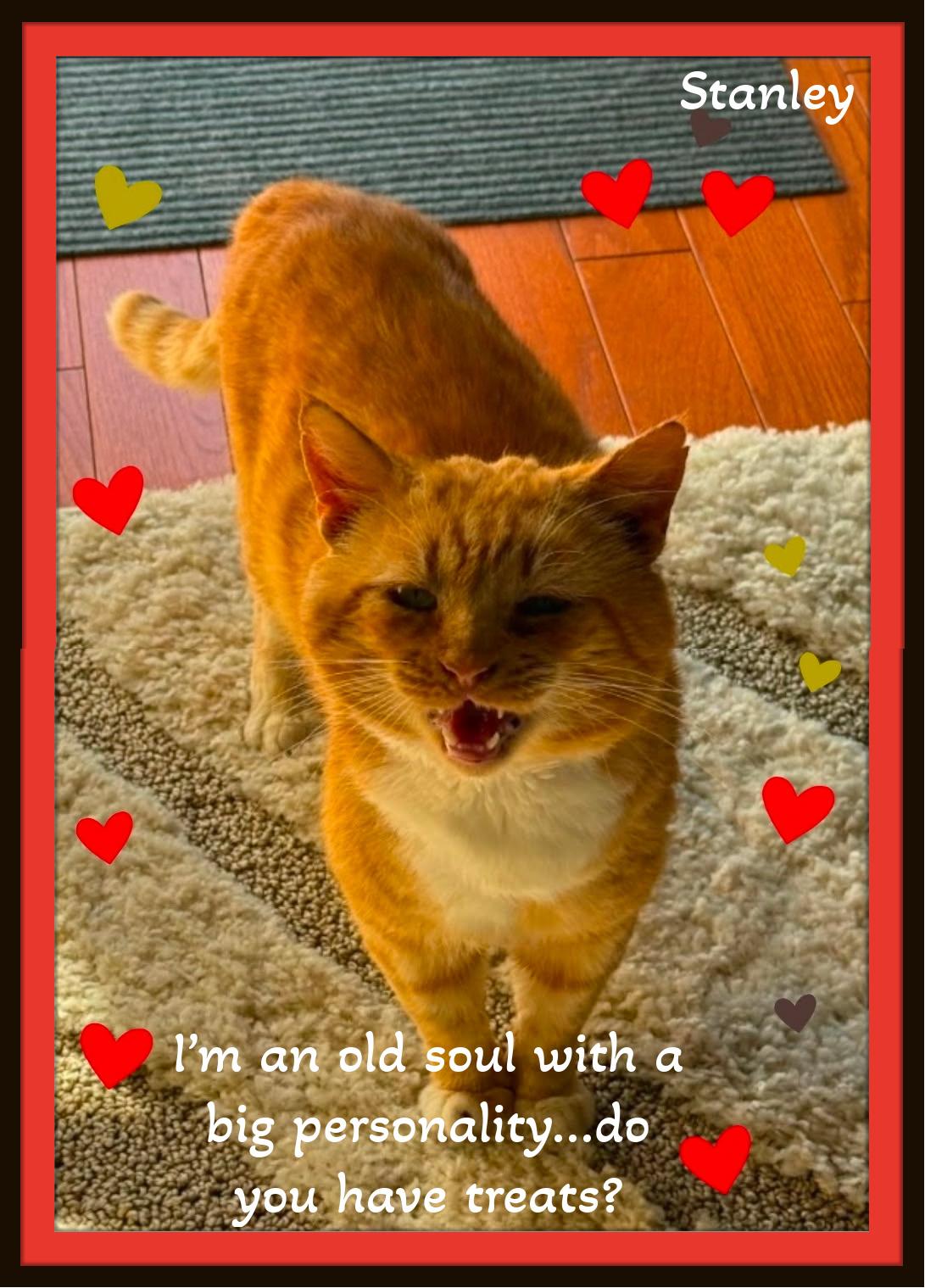 Meet Stanley - The Big Softie with the Even Bigger Heart, ADOPTABLE, Adult Male Domestic Short Hair.
