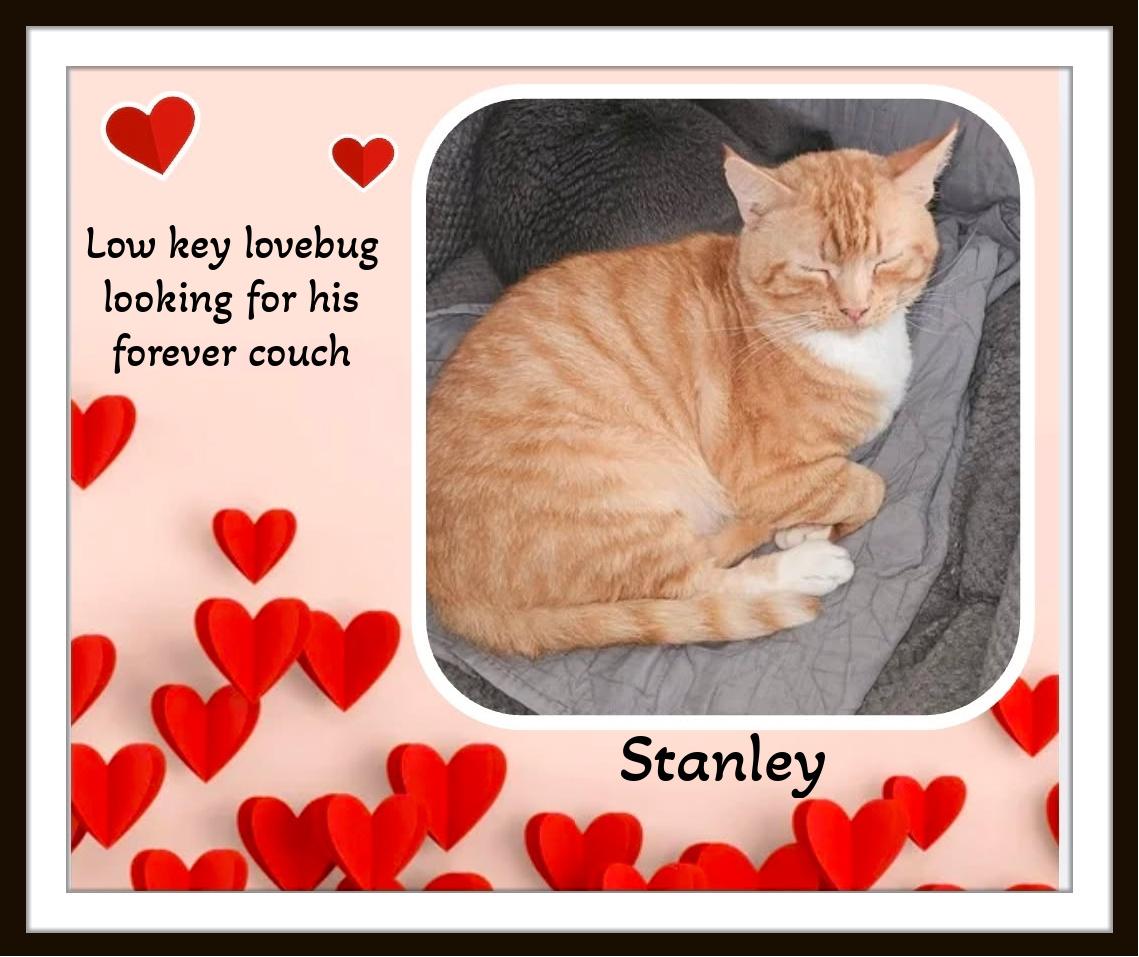 Enlarge Meet Stanley - The Big Softie with the Even Bigger Heart, a ADOPTABLE Domestic Short Hair in Winston Salem, NC image 4/4