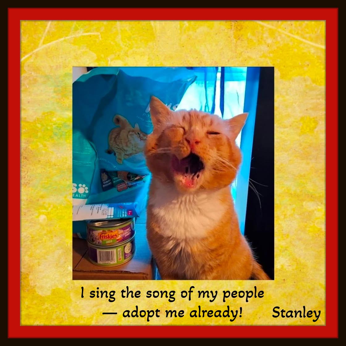 Enlarge Meet Stanley - The Big Softie with the Even Bigger Heart, a ADOPTABLE Domestic Short Hair in Winston Salem, NC image 3/4