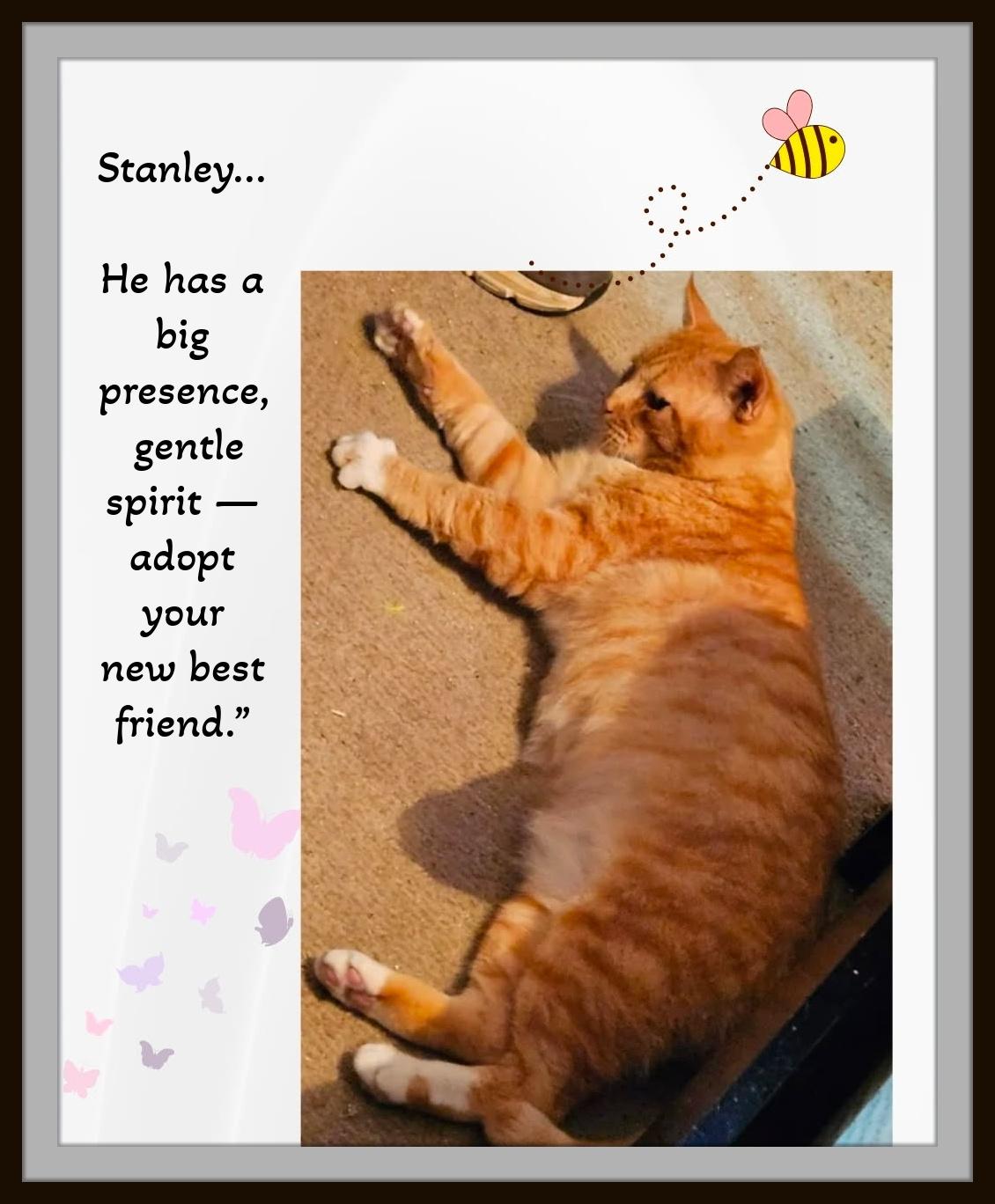 Enlarge Meet Stanley - The Big Softie with the Even Bigger Heart, a ADOPTABLE Domestic Short Hair in Winston Salem, NC image 2/4