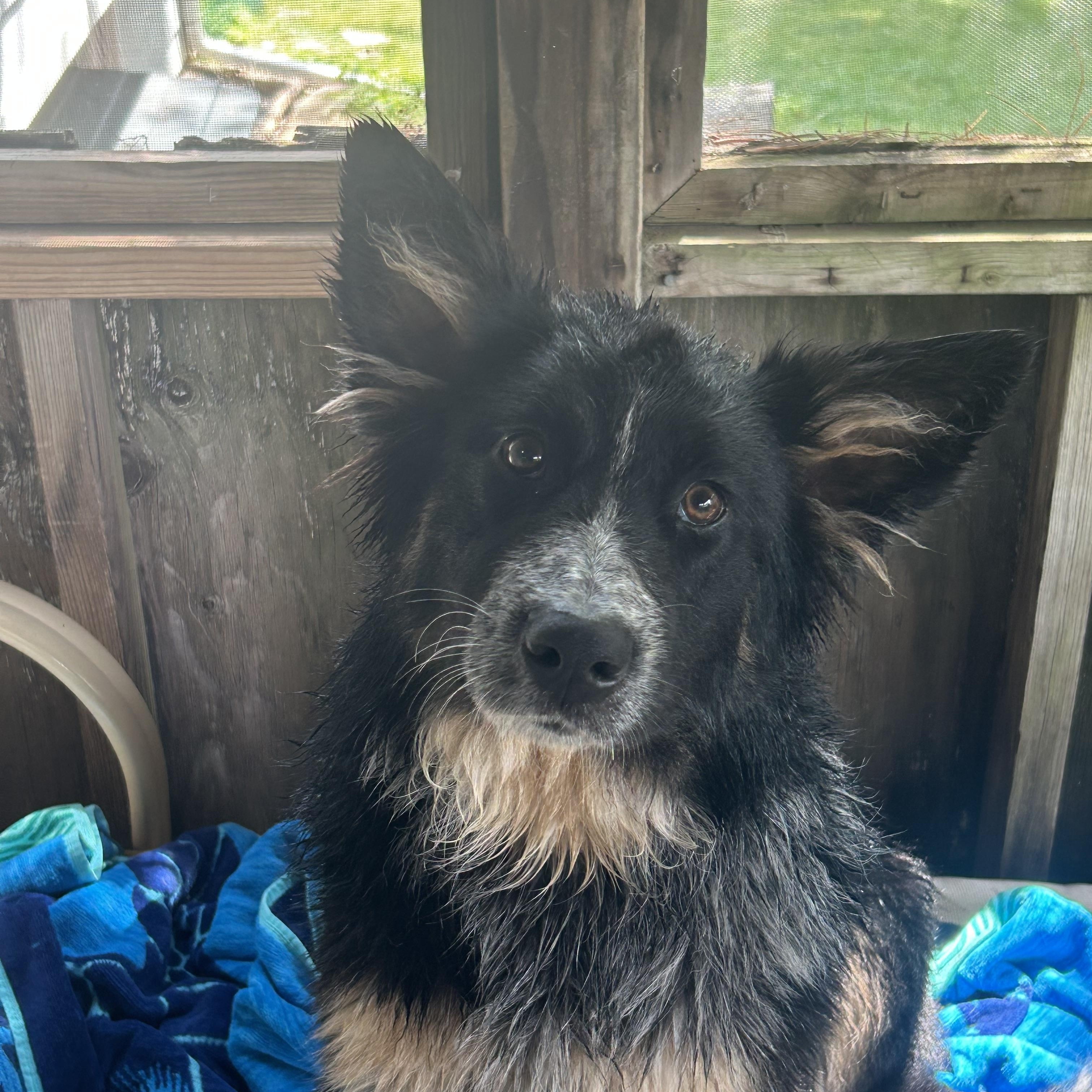 Enlarge Daisy, a Adoptable mixed breed in Crystal Lake, IL image 5/6