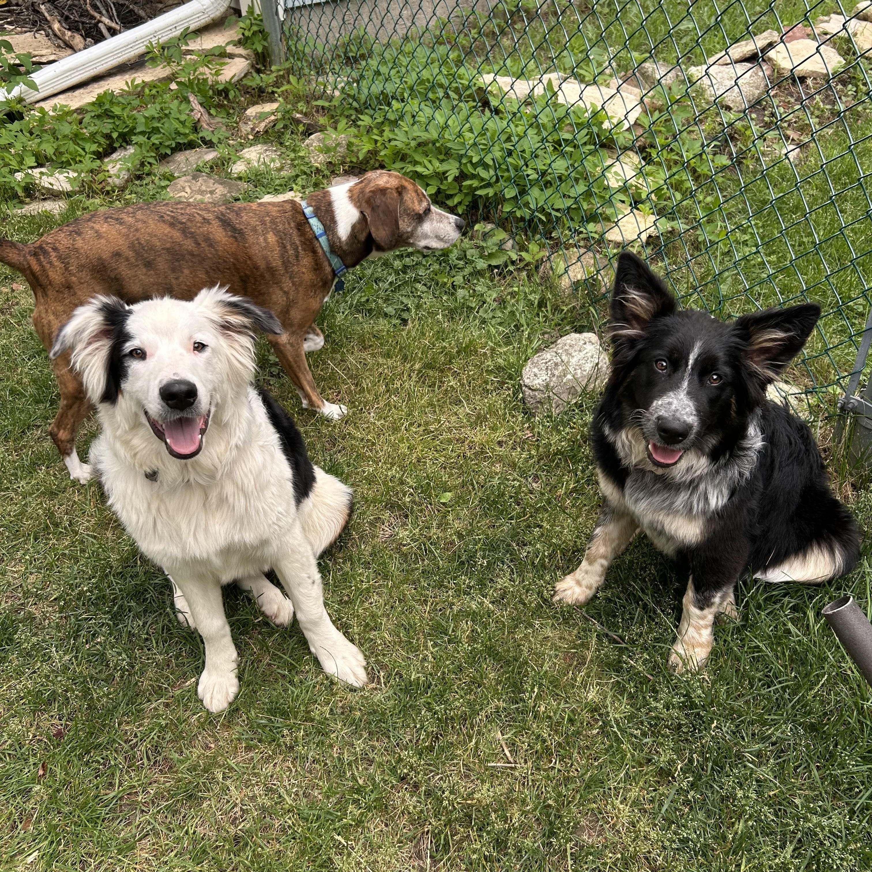 Enlarge Daisy, a Adoptable mixed breed in Crystal Lake, IL image 2/6