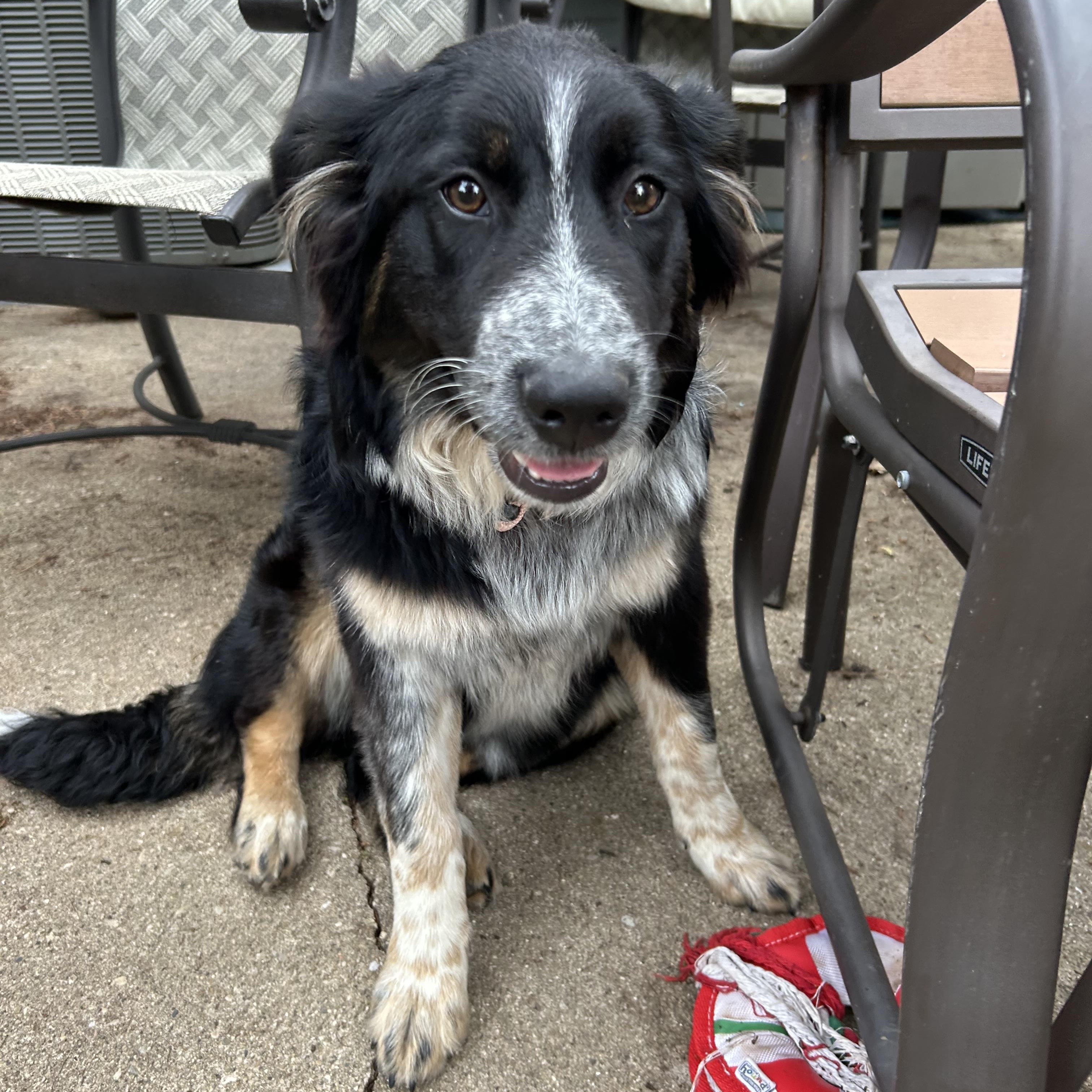 Enlarge Daisy, a Adoptable mixed breed in Crystal Lake, IL image 3/6