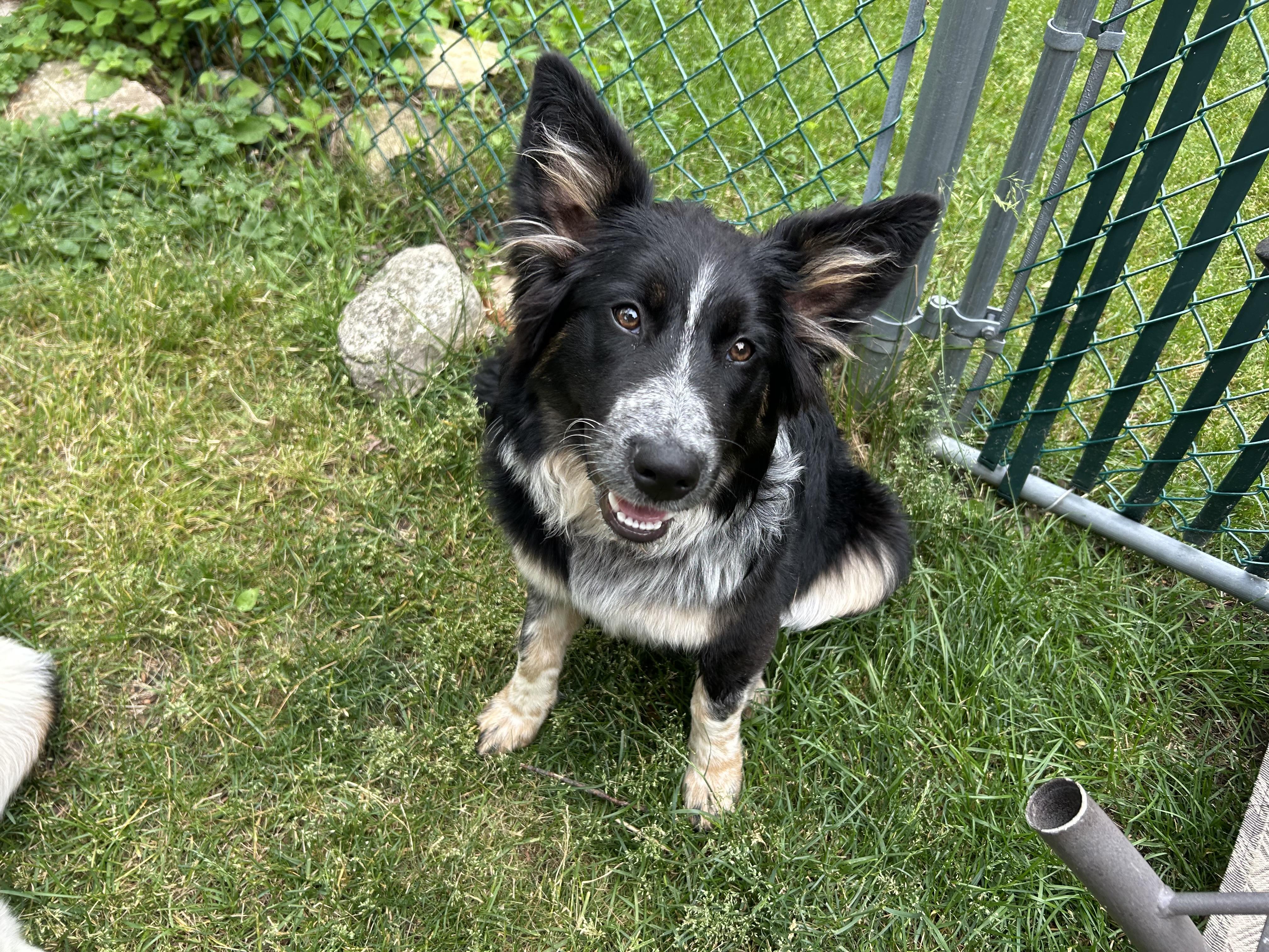 Enlarge Daisy, a Adoptable mixed breed in Crystal Lake, IL image 1/6
