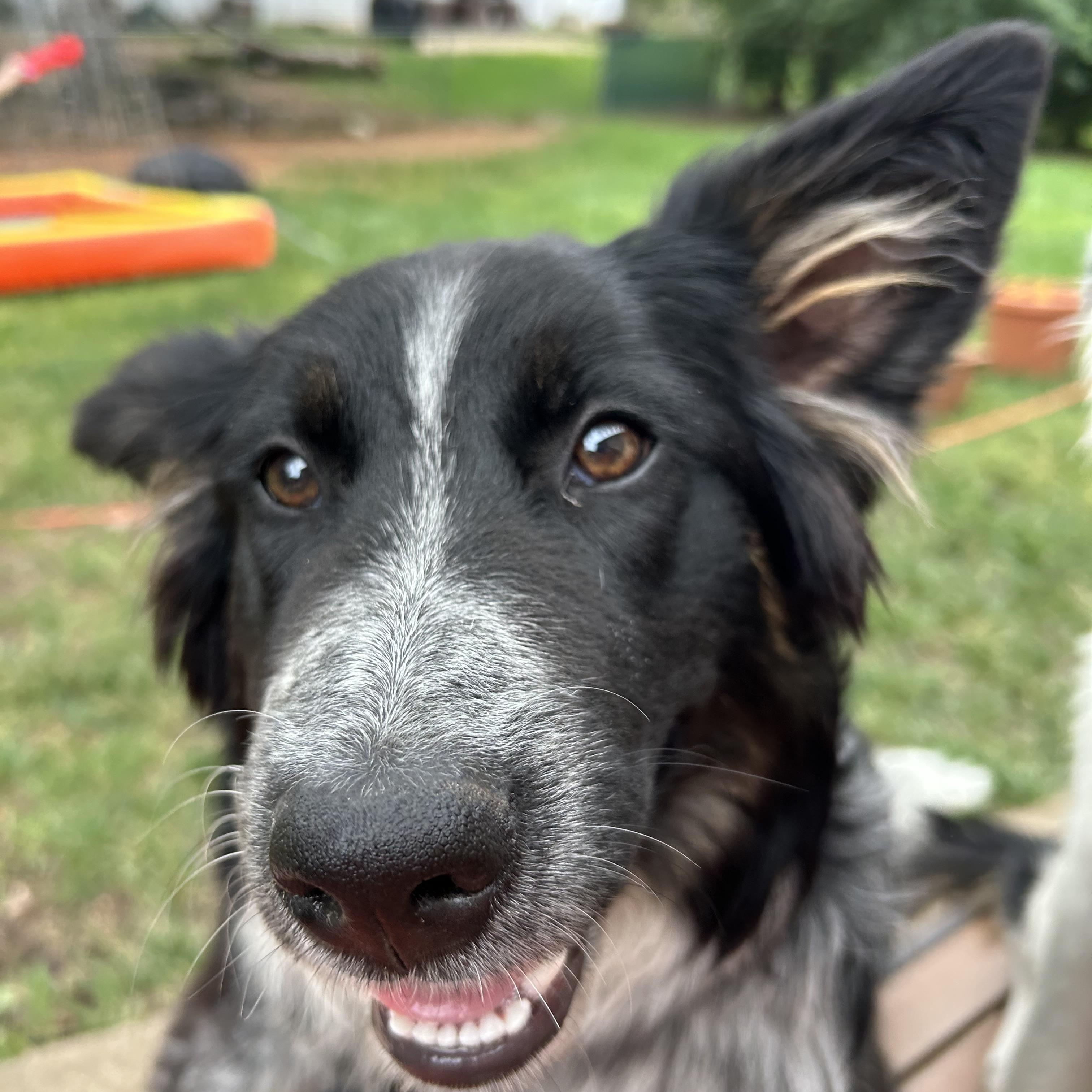 Enlarge Daisy, a Adoptable mixed breed in Crystal Lake, IL image 6/6