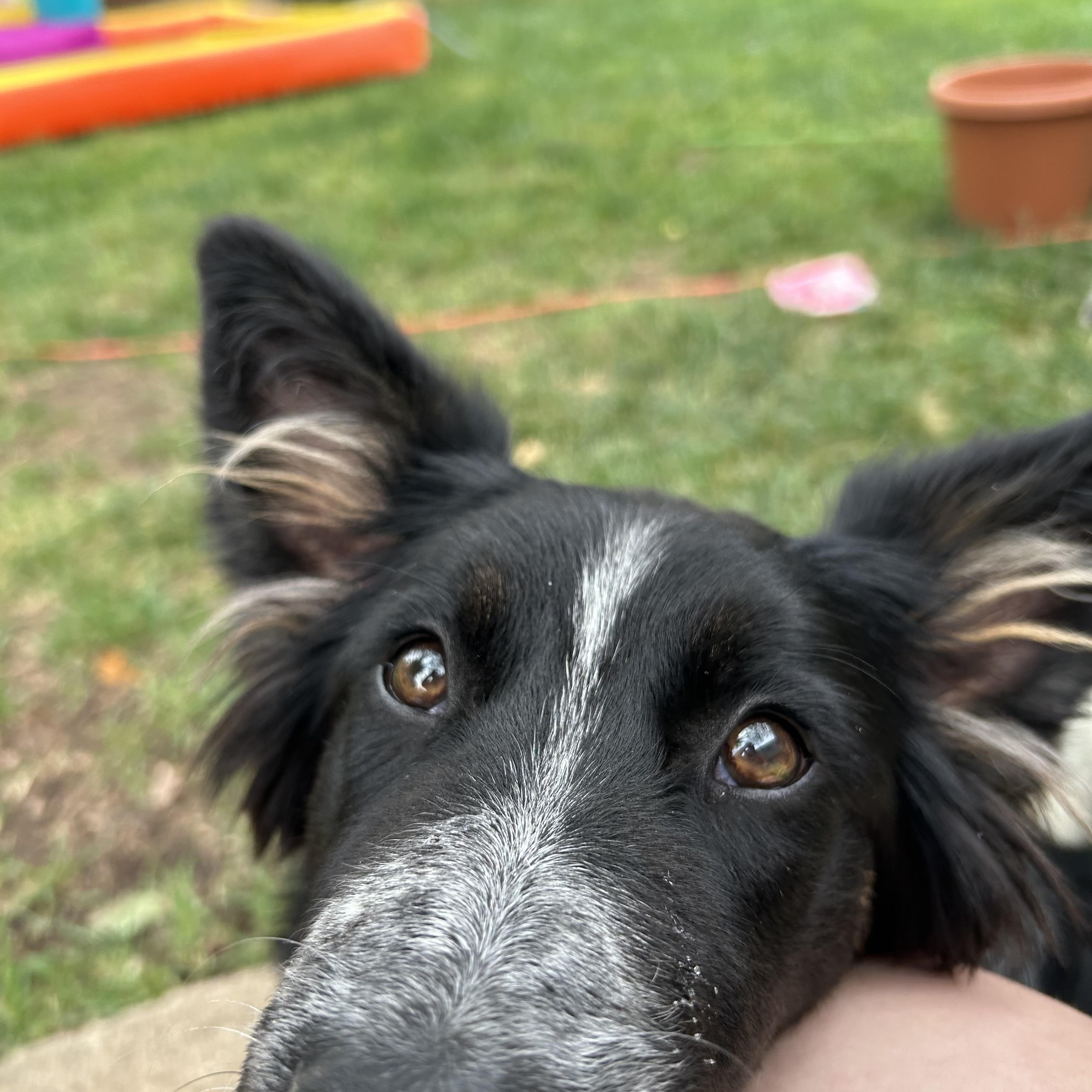 Enlarge Daisy, a Adoptable mixed breed in Crystal Lake, IL image 4/6