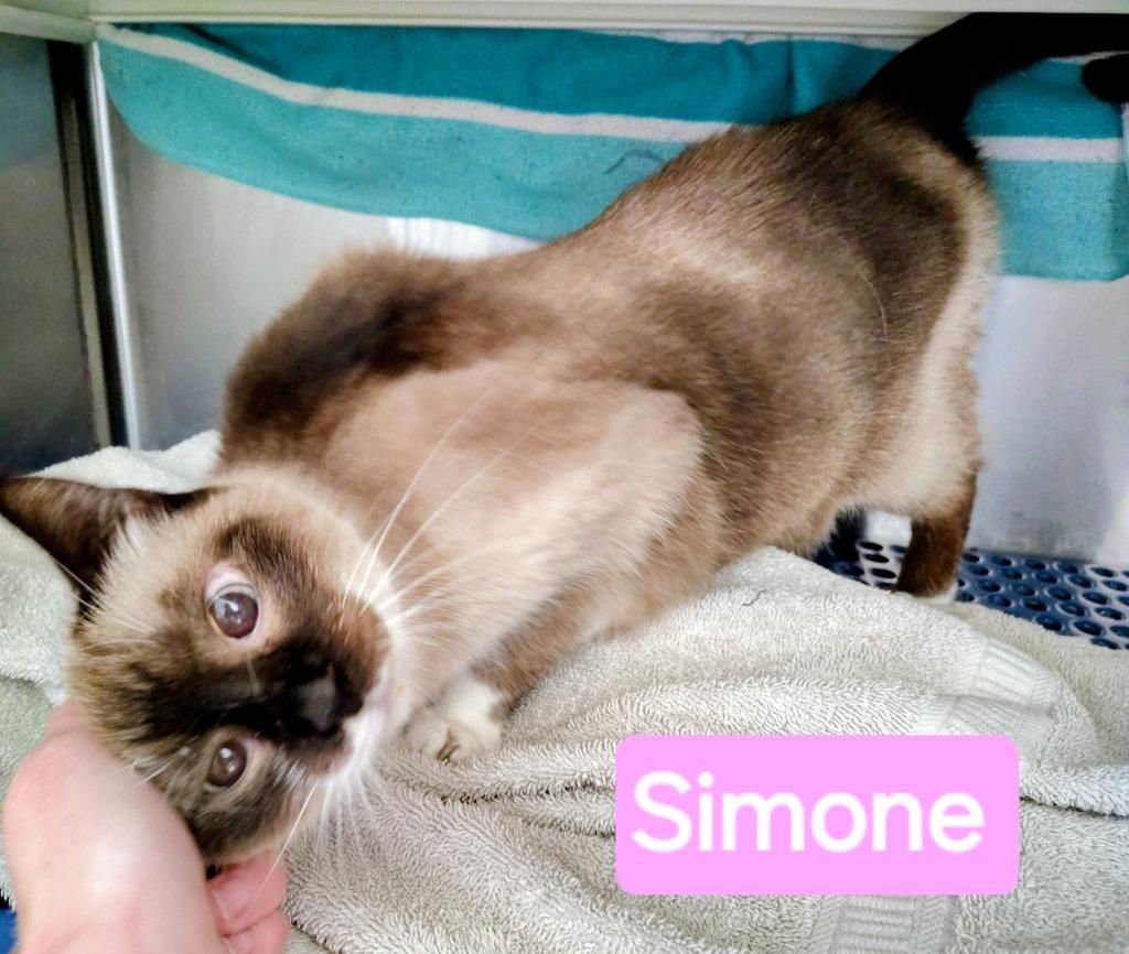Simone, Adoptable, Senior Female Snowshoe.