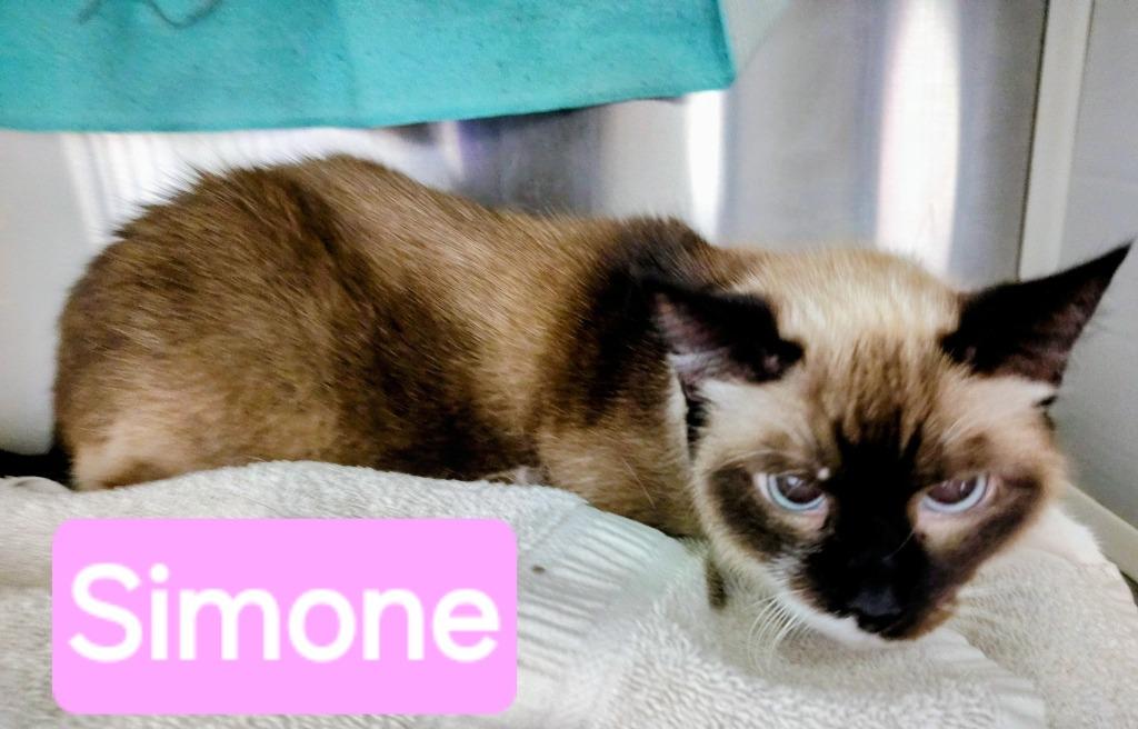 Enlarge Simone, a Adoptable Snowshoe in Mena, AR image 2/2