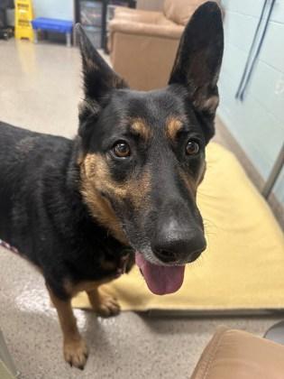 Huntley — thumbnail 2