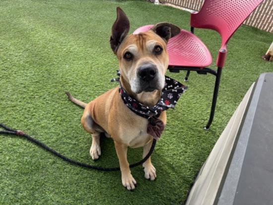 SANTA, Adoptable, Adult Male Shar-Pei & Mixed Breed.