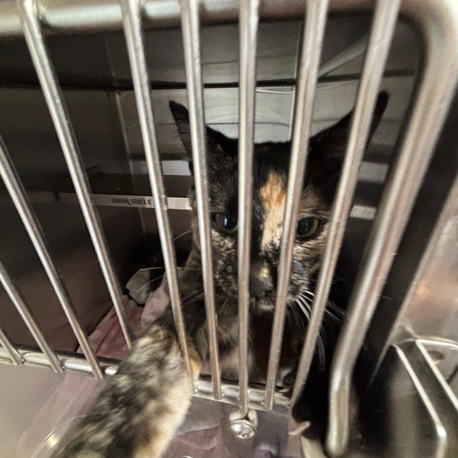 Sienna, Adoptable, Young Female Tortoiseshell.