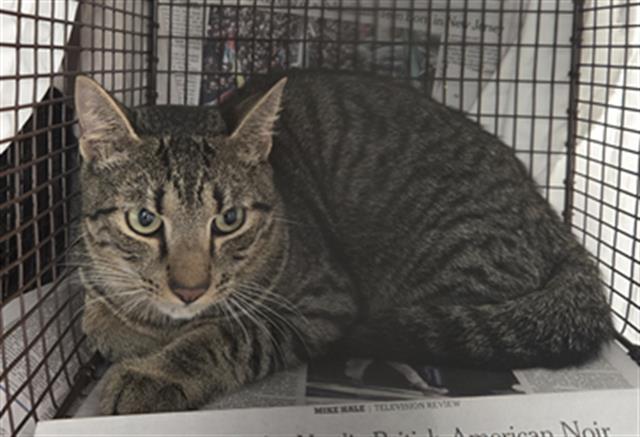 Enlarge ACORN, a Adoptable Domestic Short Hair in Fort Lauderdale, FL image 1/1