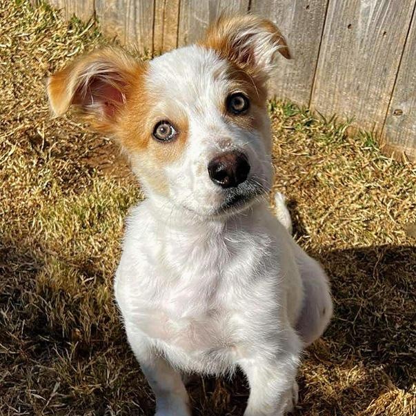 Shaggy