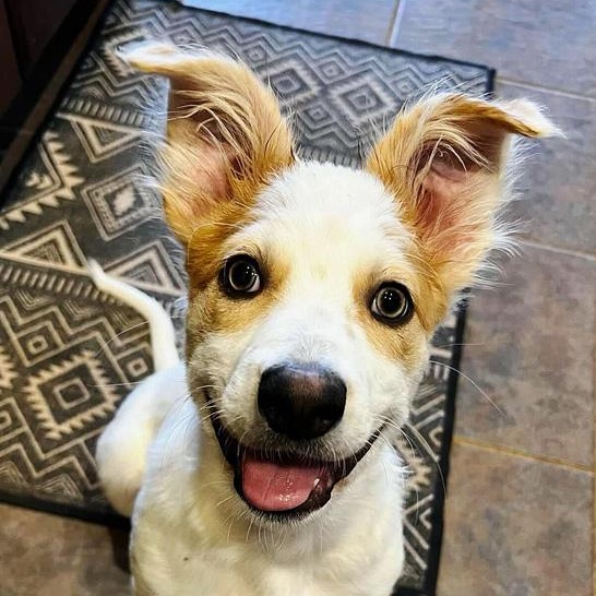 Shaggy
