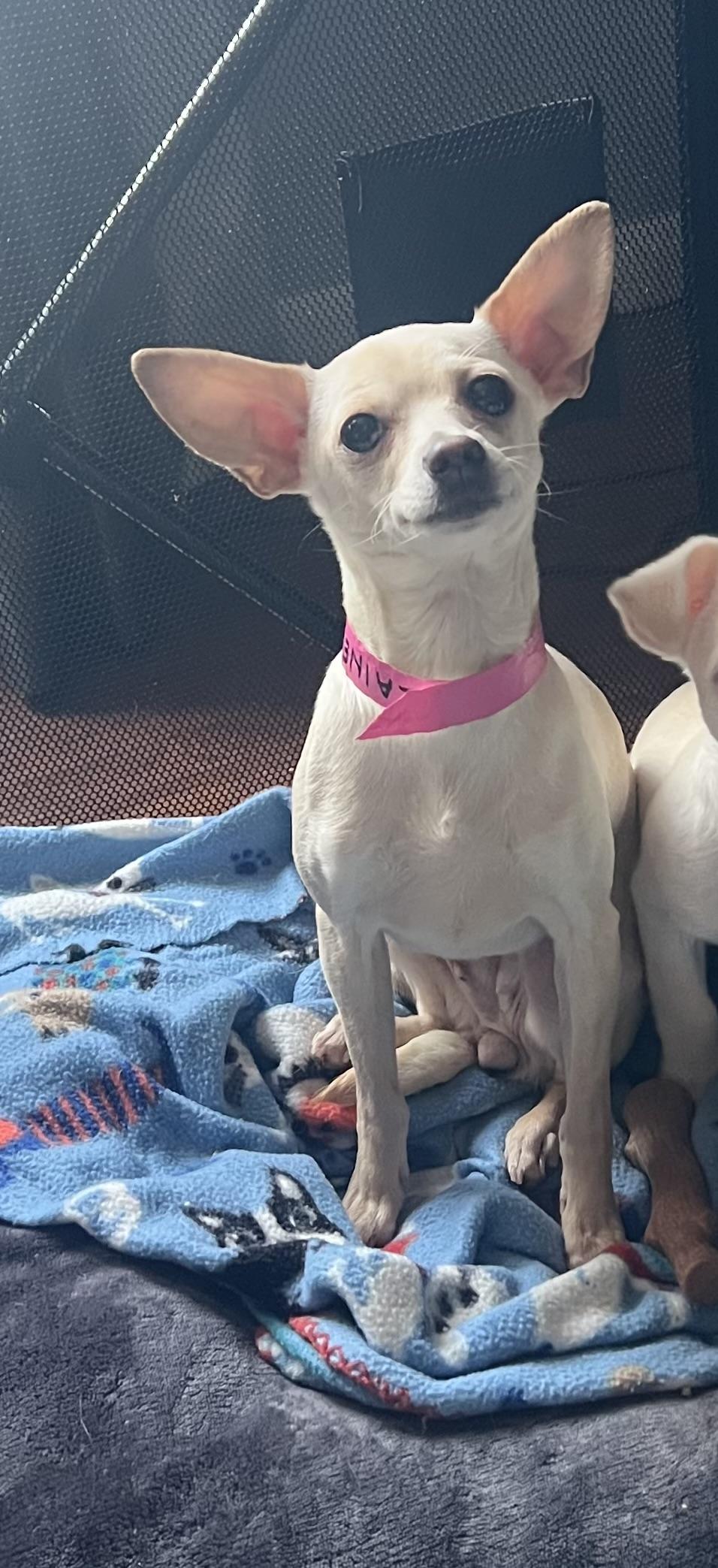 Enlarge Lainey , a ADOPTABLE Chihuahua in Sequatchie, TN image 2/6