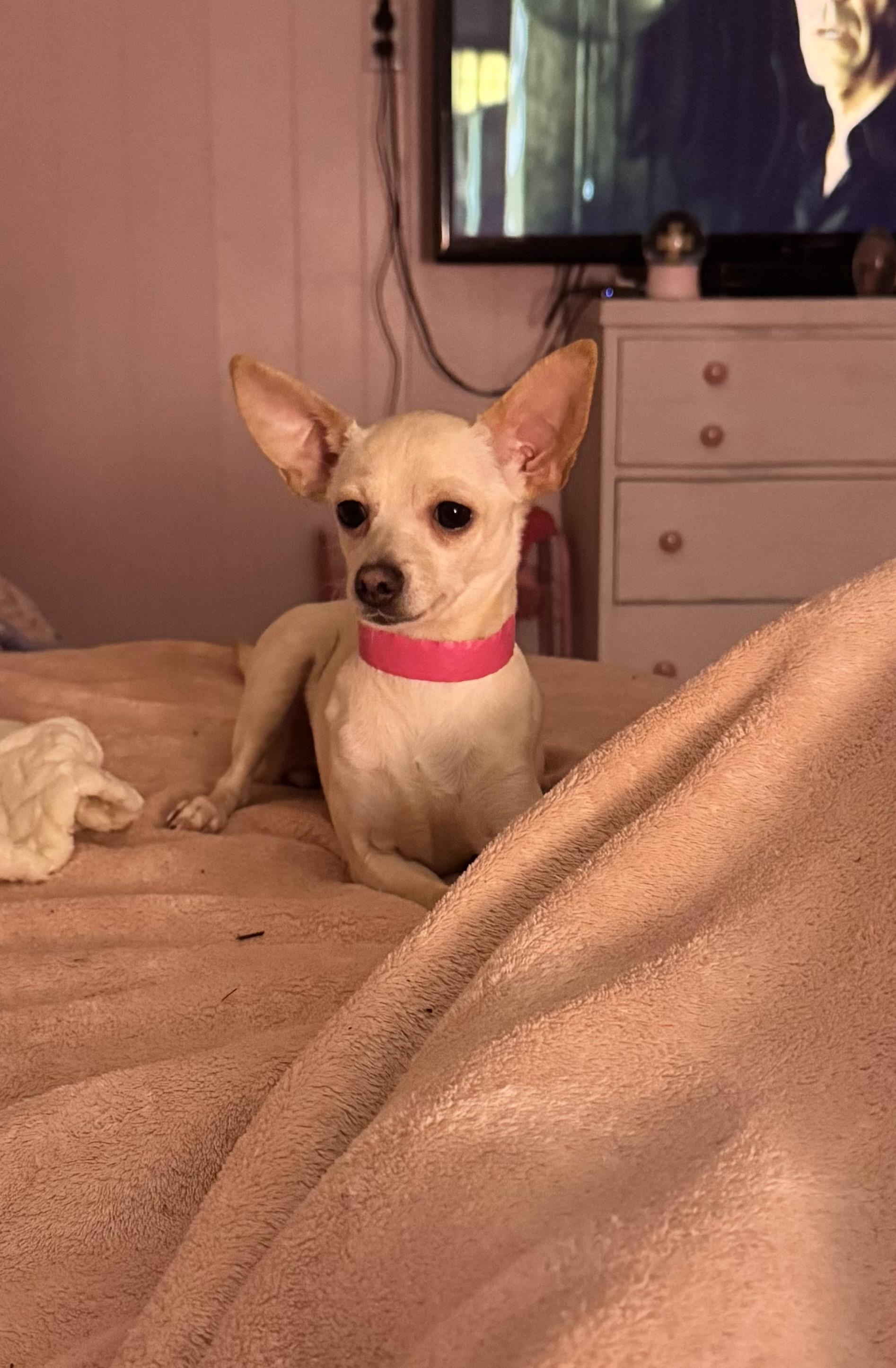 Enlarge Lainey , a ADOPTABLE Chihuahua in Sequatchie, TN image 5/6