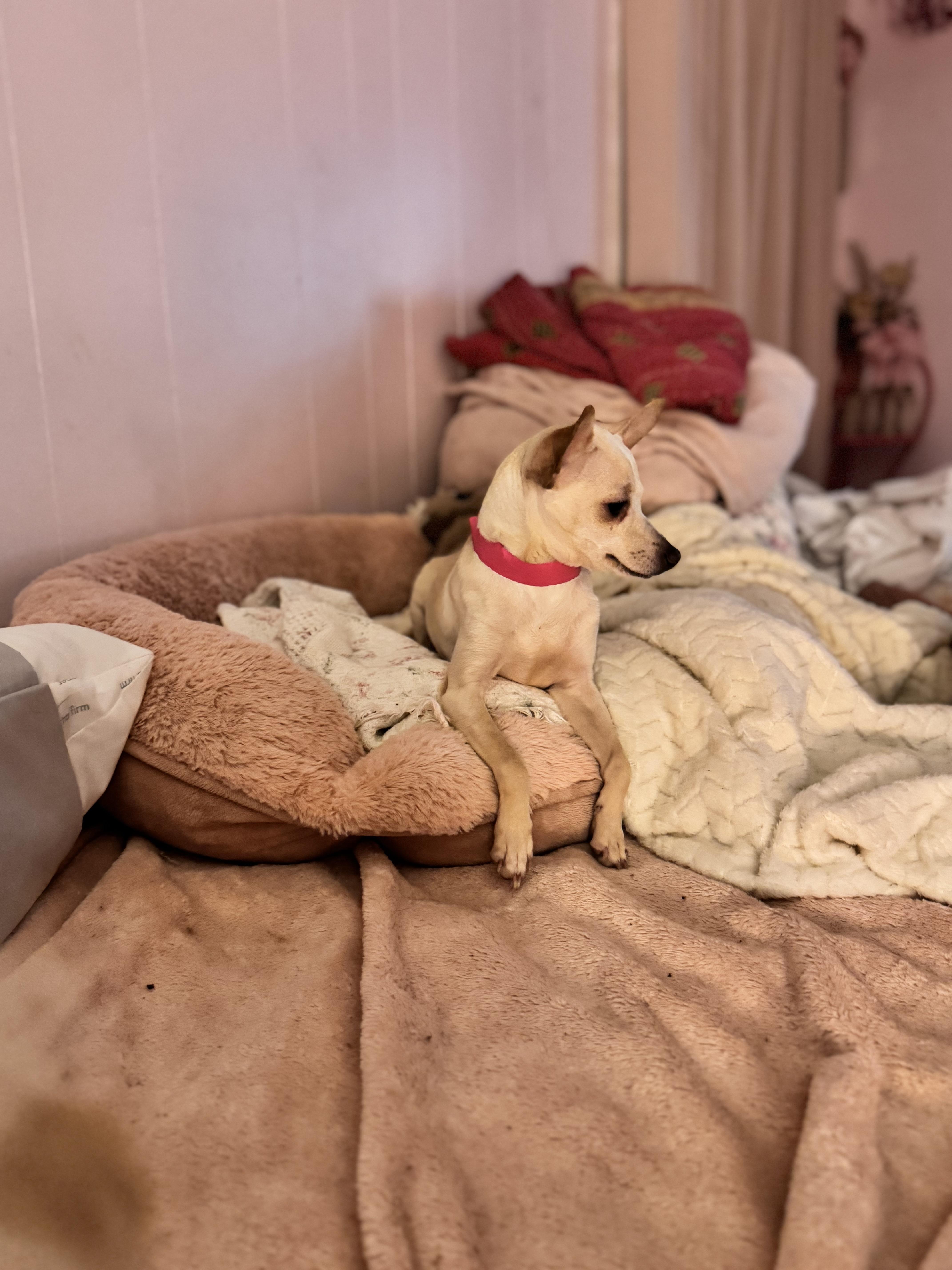 Enlarge Lainey , a ADOPTABLE Chihuahua in Sequatchie, TN image 6/6