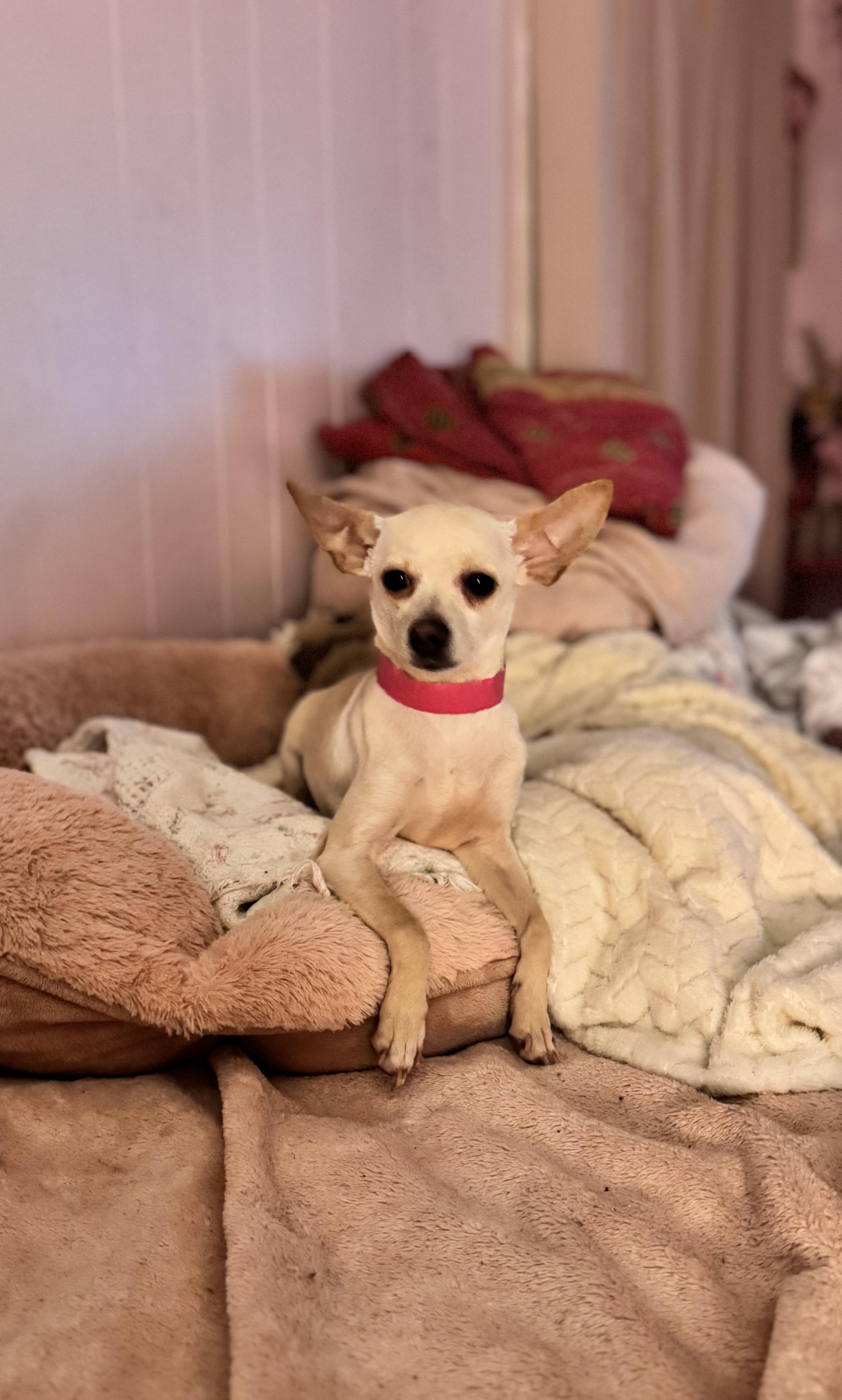 Lainey , ADOPTABLE, Adult Female Chihuahua.