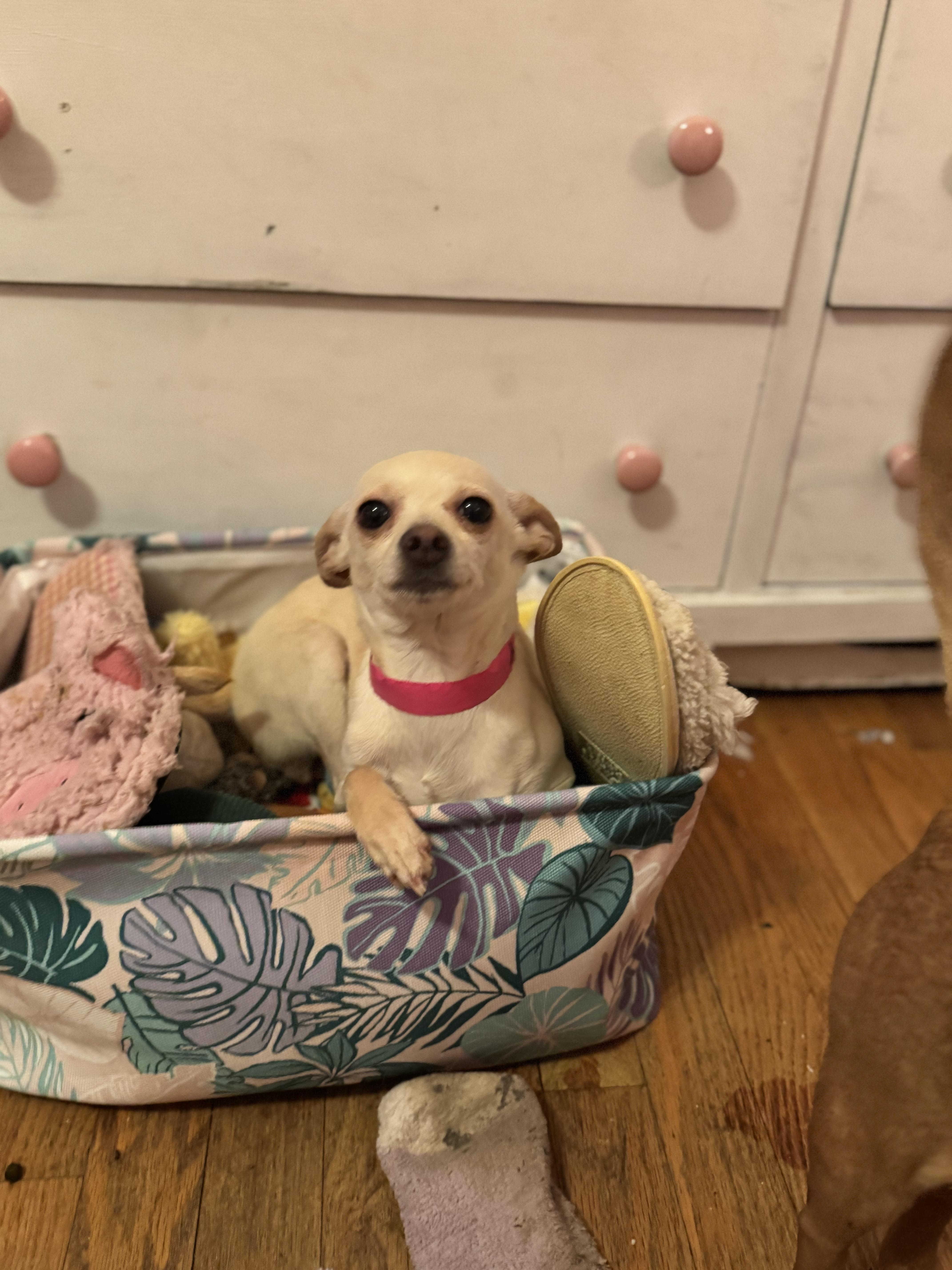 Enlarge Lainey , a ADOPTABLE Chihuahua in Sequatchie, TN image 3/6