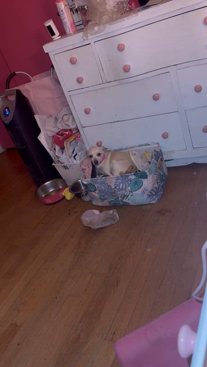 Enlarge Lainey , a ADOPTABLE Chihuahua in Sequatchie, TN video 4/6